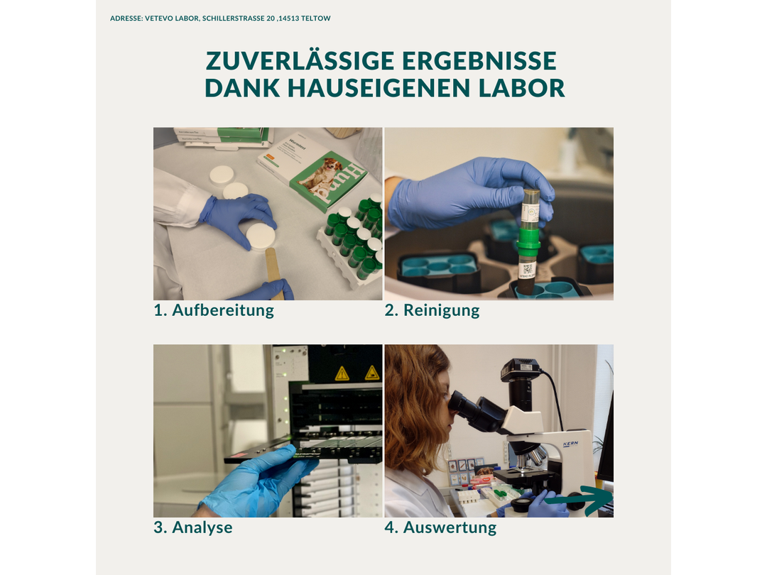 Cheval de test du ver Vetevo Pro