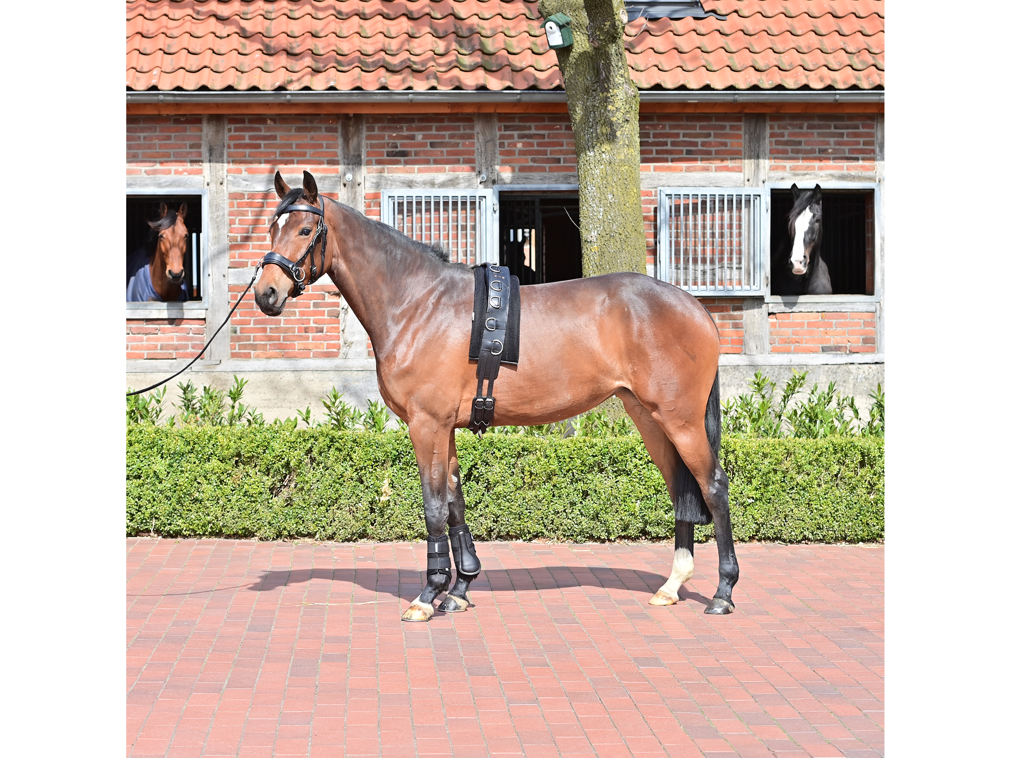 BUSSE Longiergurt-Unterlage 3D Air® Effect