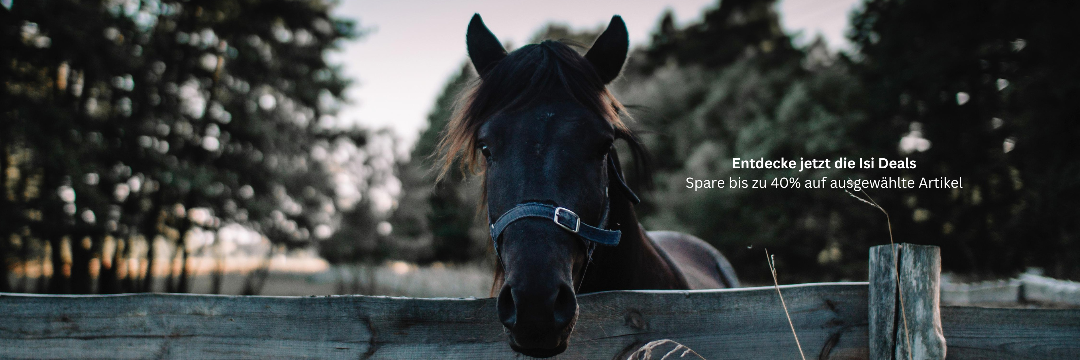 Jetzt Isi Deals entdecken
Profitiere von Reduzierungen bis zu 40% Bei uns finden Sie alles, was Sie für das Wohl Ihres Islandpferdes und einen gut ausgestatteten Stall benötigen. Vom hochwertigen Sattelzeug über robuste Pferdedecken bis hin zu Stallzubehör – wir bieten Ihnen erstklassige Produkte zu attraktiven Preisen. Stöbern Sie in unserem Sortiment und profitieren Sie von Top-Angeboten für Pferdepflege, Fütterung und Stallmanagement. Bestellen Sie noch heute und sichern Sie sich die beste