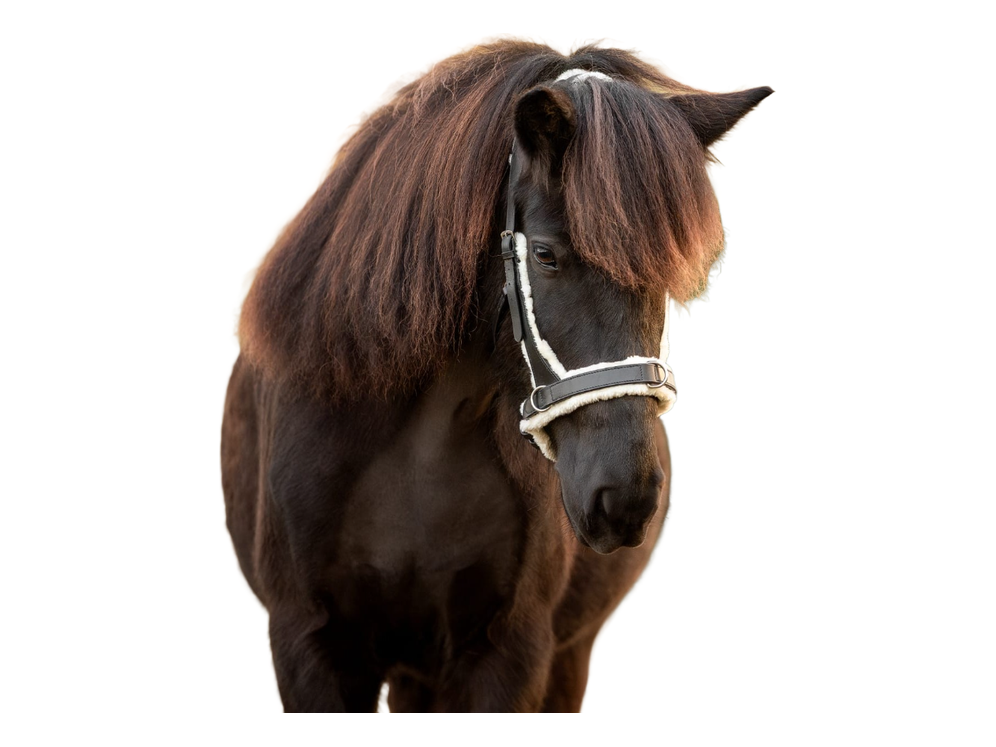 Der gebisslose Zaum /Sidepull kann auch als Kappzaum verwendet werden und ist aus besonders weich gepolstertem schwarzen Leder mit silbernen Schnallen – bietet deinem Islandpferd optimalen Tragekomfort