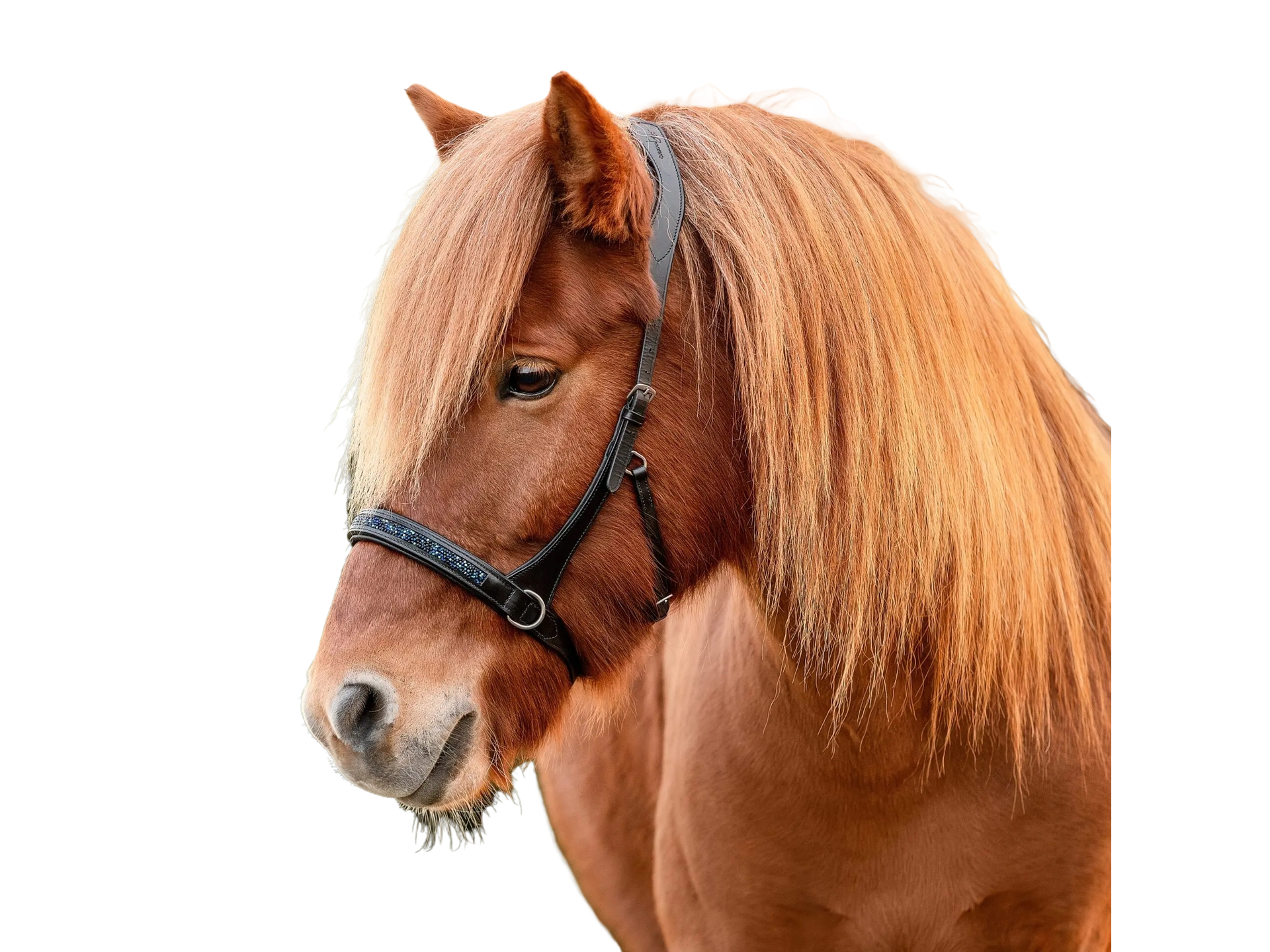 Die gebisslose Zäumung /Sidepull dark ocean von Epona ist aus besonders weich gepolstertem schwarzem Leder mit silbernen Schnallen und bietet Deinem Islandpferd optimalen Tragekomfort