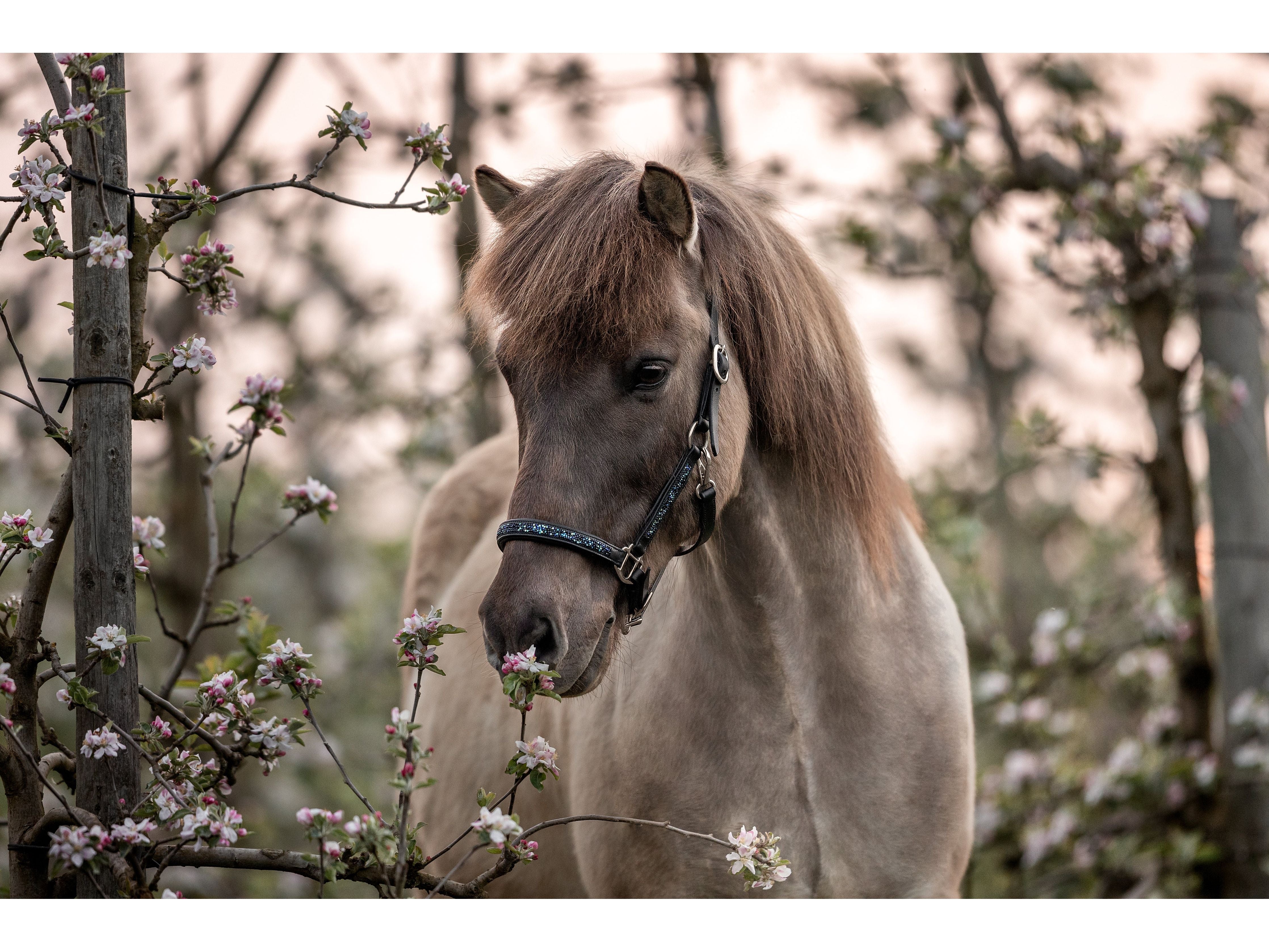 Epona Anatomisches Lederhalfter Dark Ocean