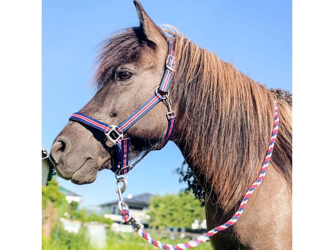 Icelandic Horse Halfter Island mit Polsterung und Führstrick