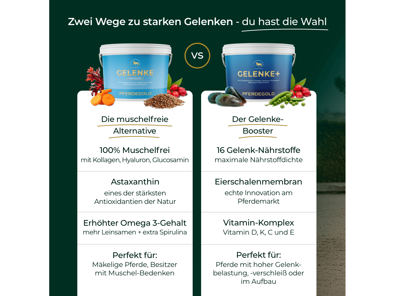 Gelenke Muschelfrei 2.0