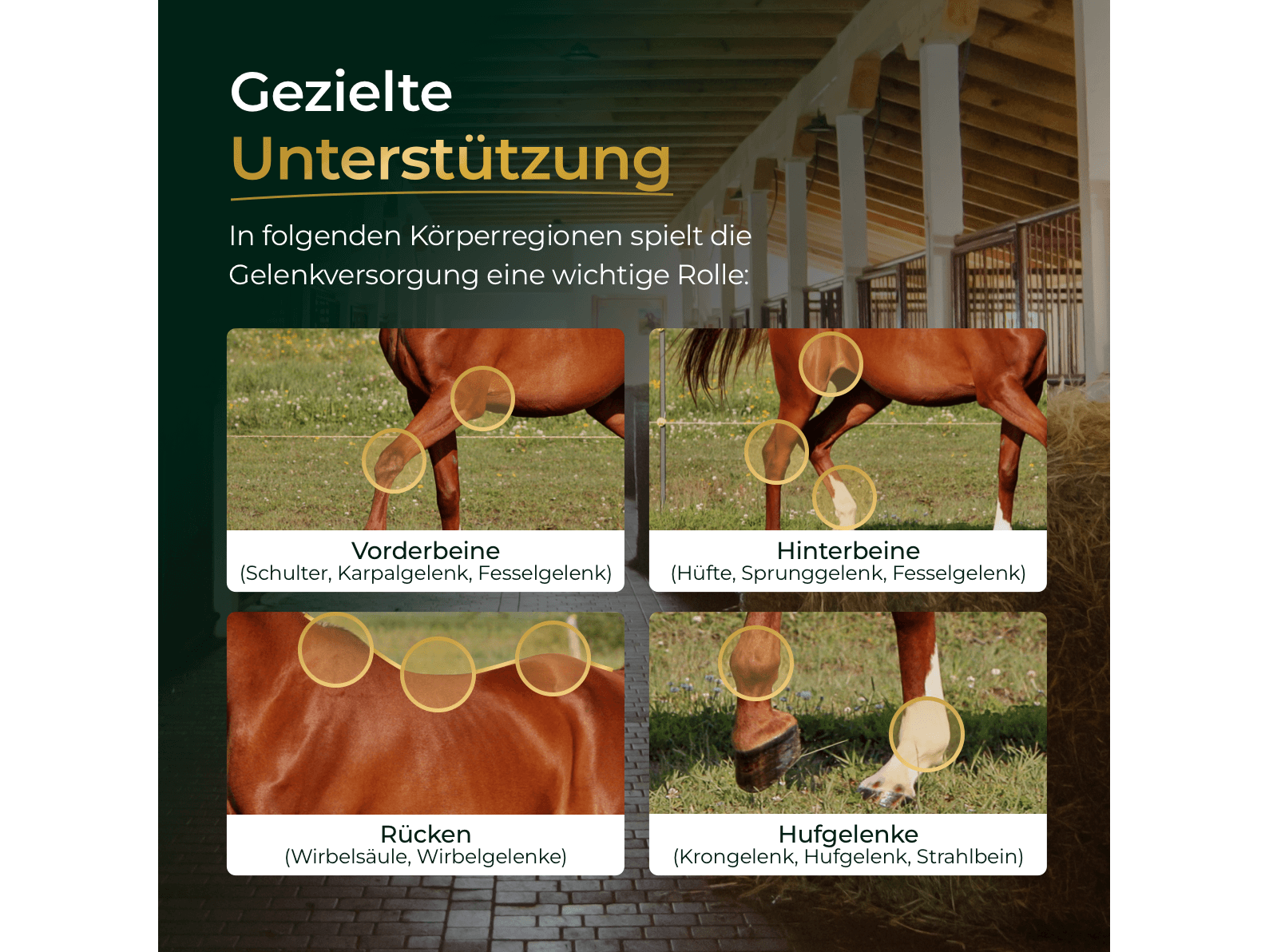 Gelenke Muschelfrei 2.0