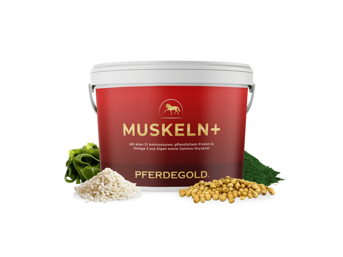 Muskeln+