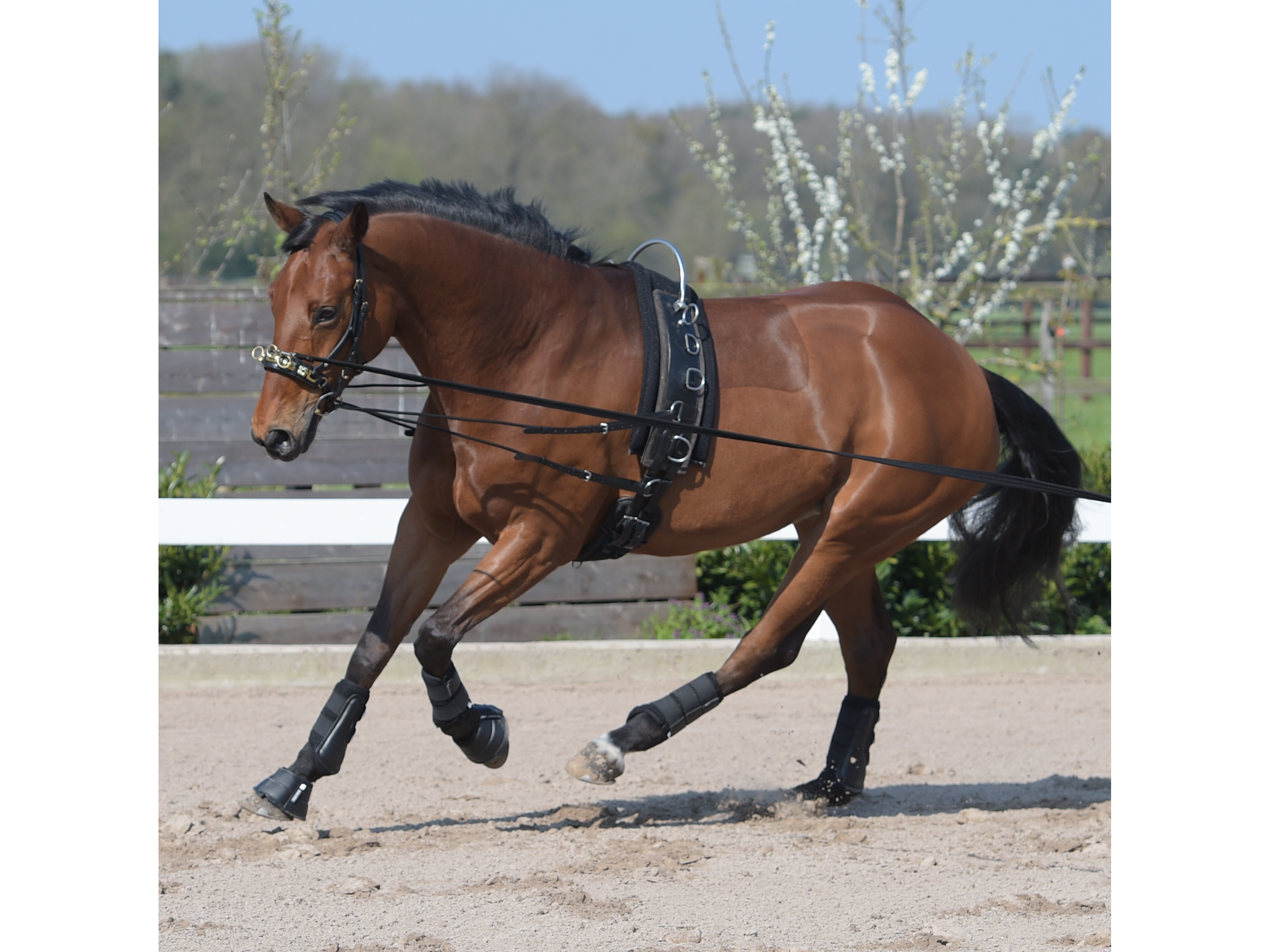 BUSSE Longiergurt FLEX FIT