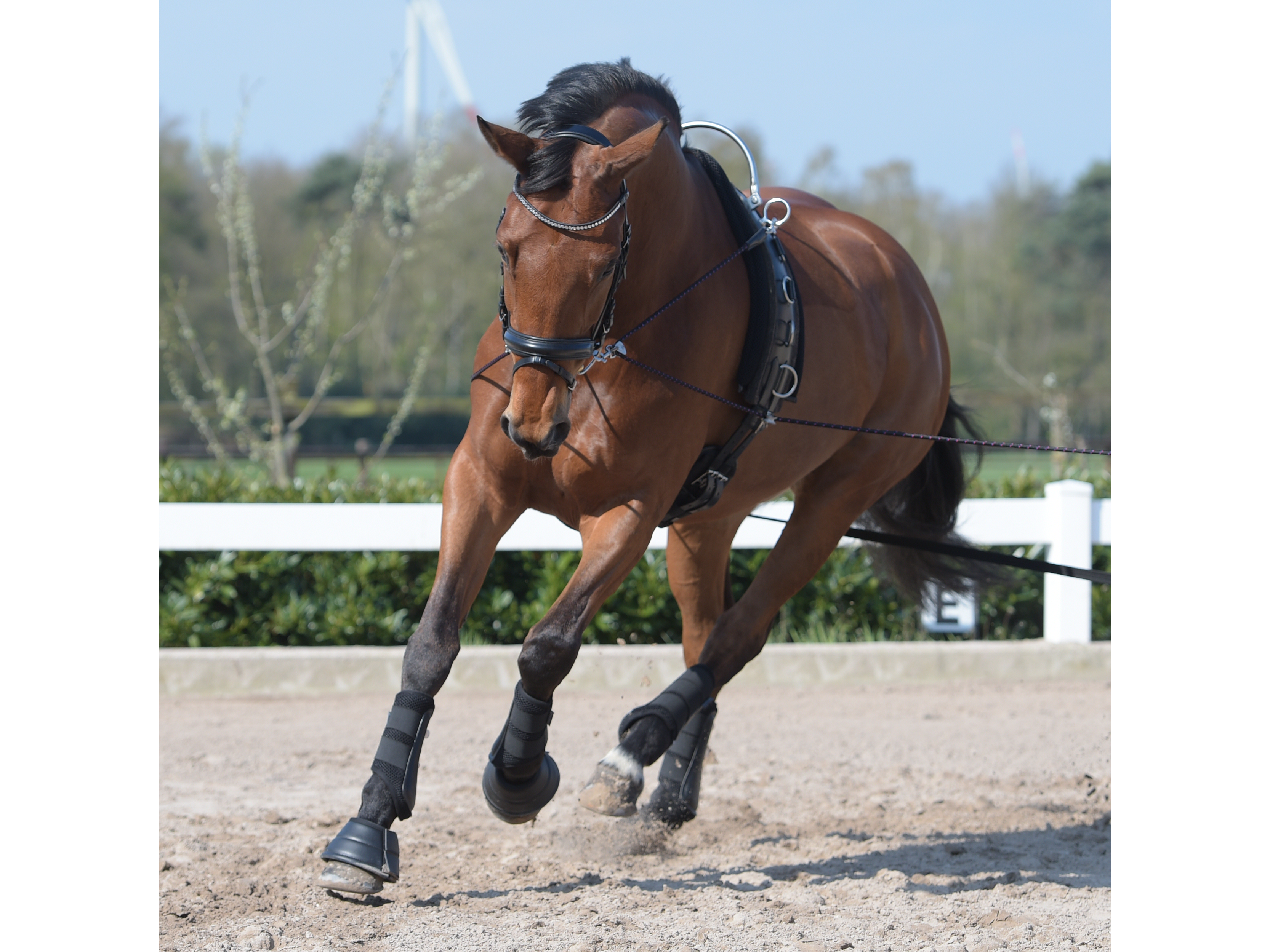 BUSSE Longiergurt FLEX FIT