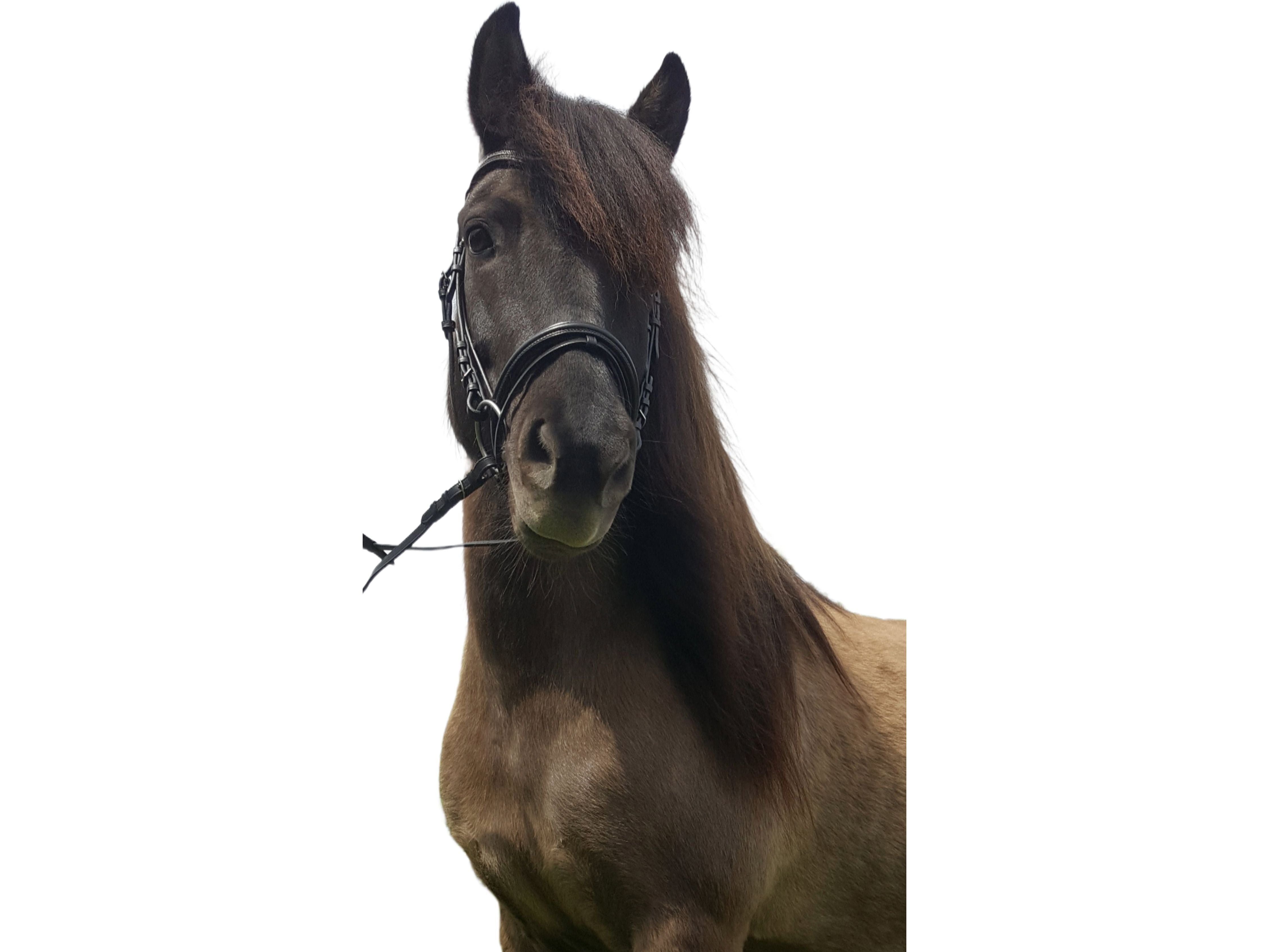 Bride cheval islandais Diamant étincelant, bride