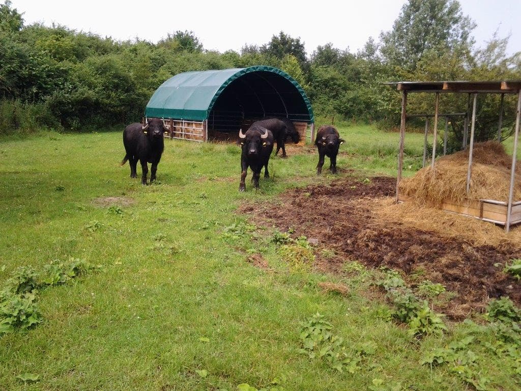 COVER ALL Mobile Cover Weideunterstand 6 x 6 m, dachfolie kurz, farbe grün