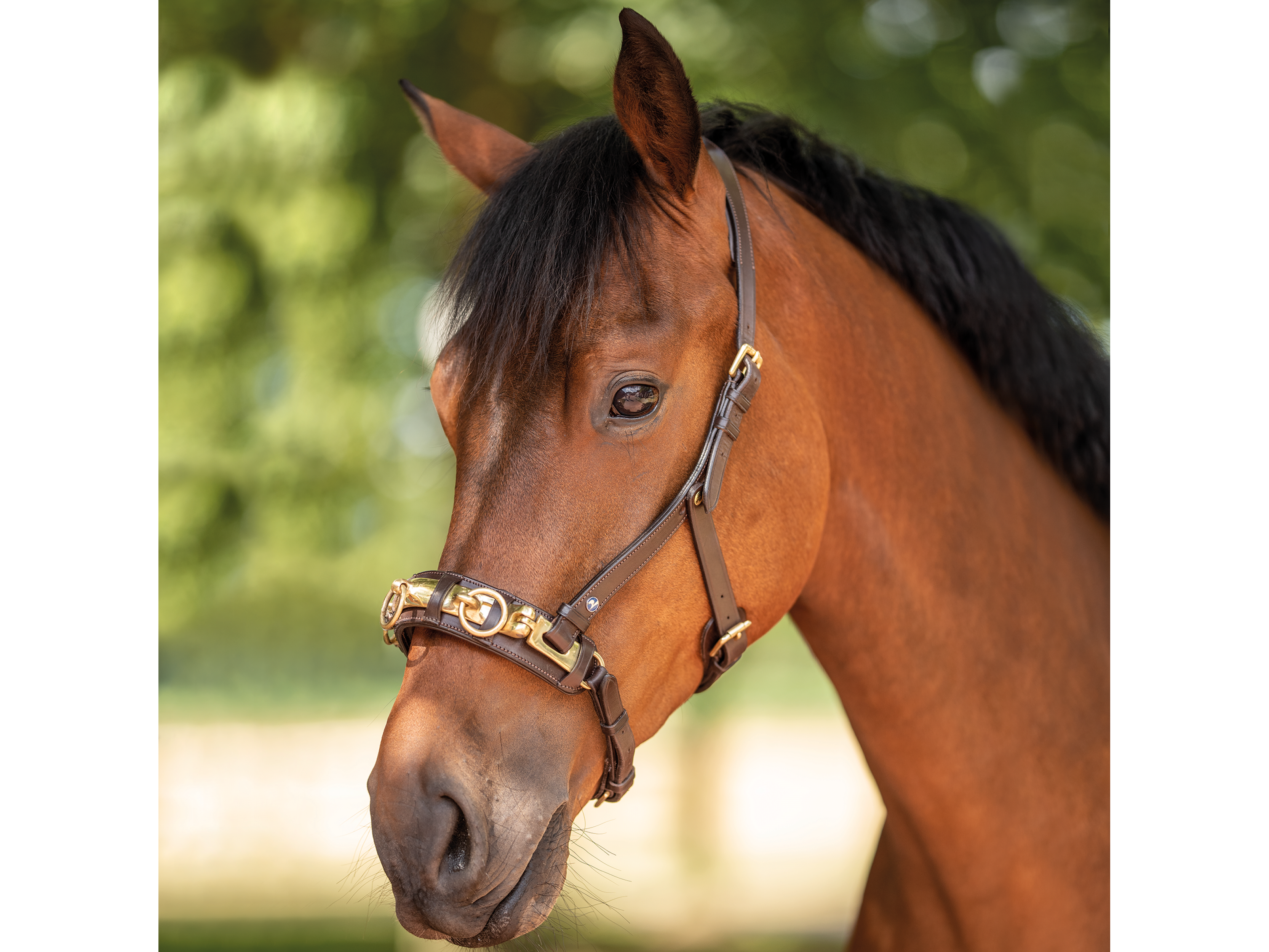 BUSSE Caveçon Anatomix