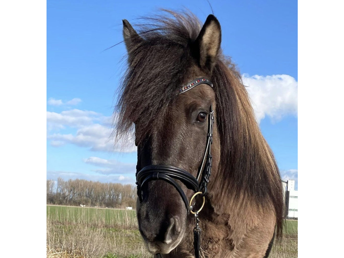 Ein anatomisches Genickstück und der Nasenriemen bieten durch ihre weiche Polsterung höchsten Tragekomfort. Hinzu kommt ein geschwungenes Strass-Stirnband in Islandfarben, welches mit Edelstahlbeschlägen sehr elegant ist. Ein anti rutsch Zügel mit Drehkarabinerhaken wird mitgeliefert.