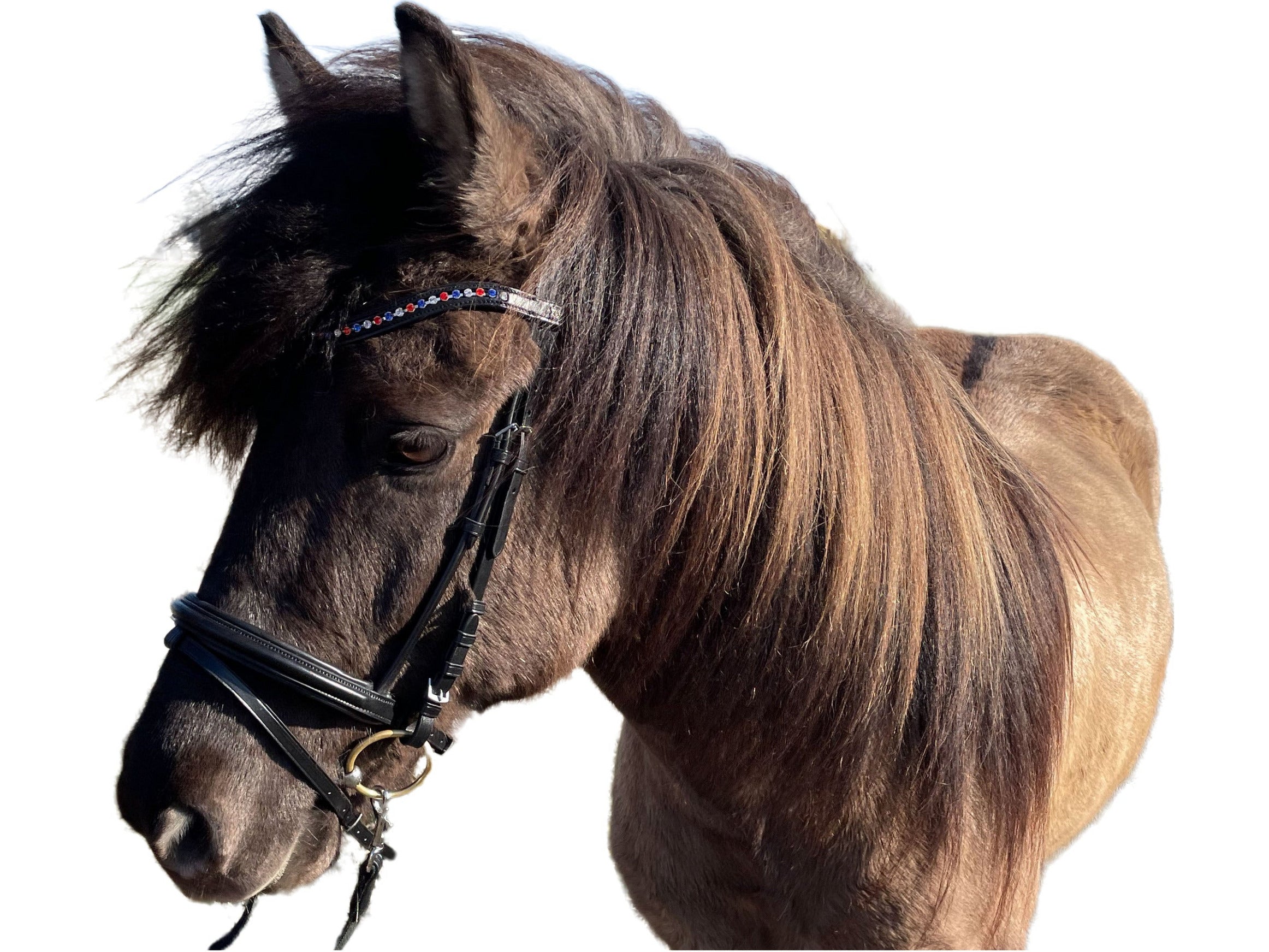 Bride à bridon Döbert, maître d'écurie Odin pour les Islandais