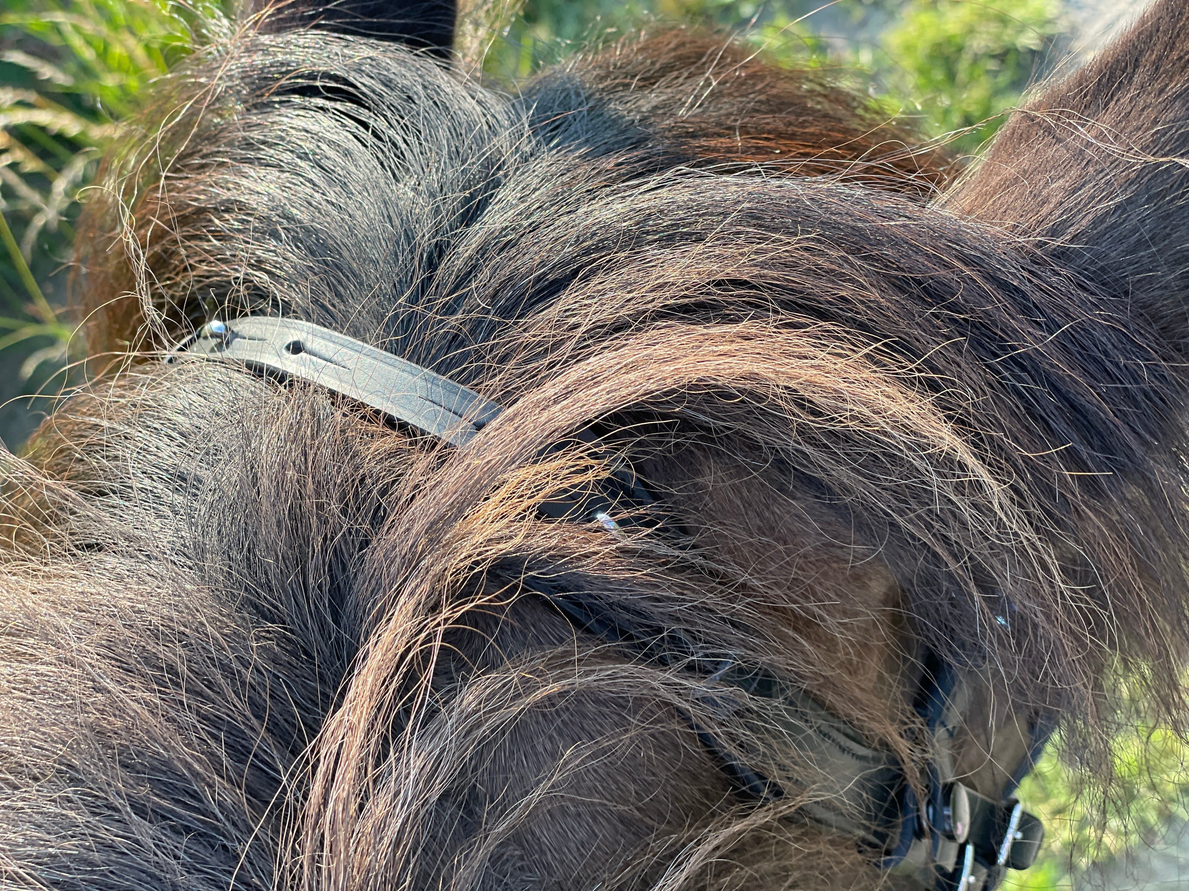 Bride anatomique Epona or rose