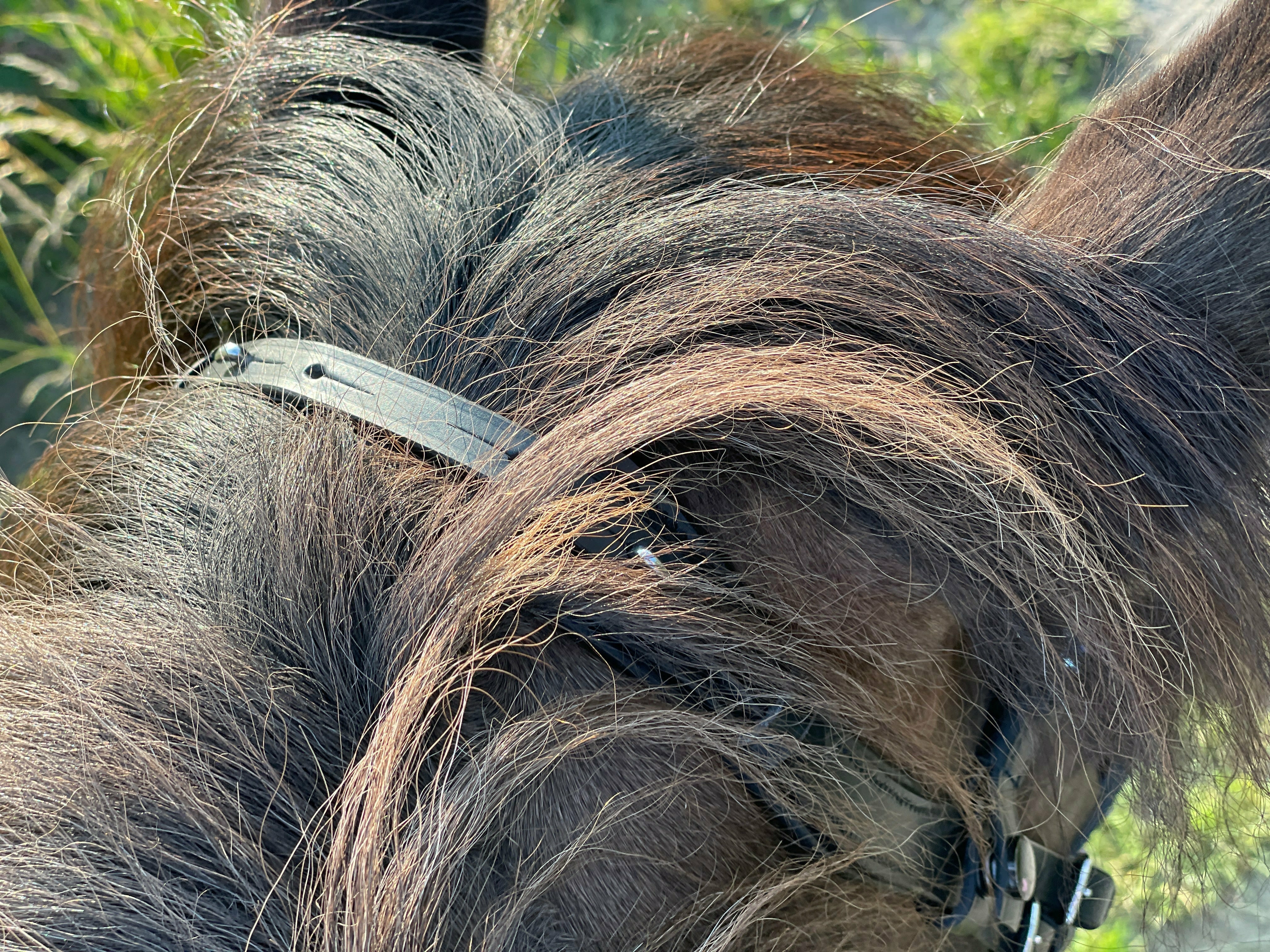 Bride anatomique Epona vert mousse