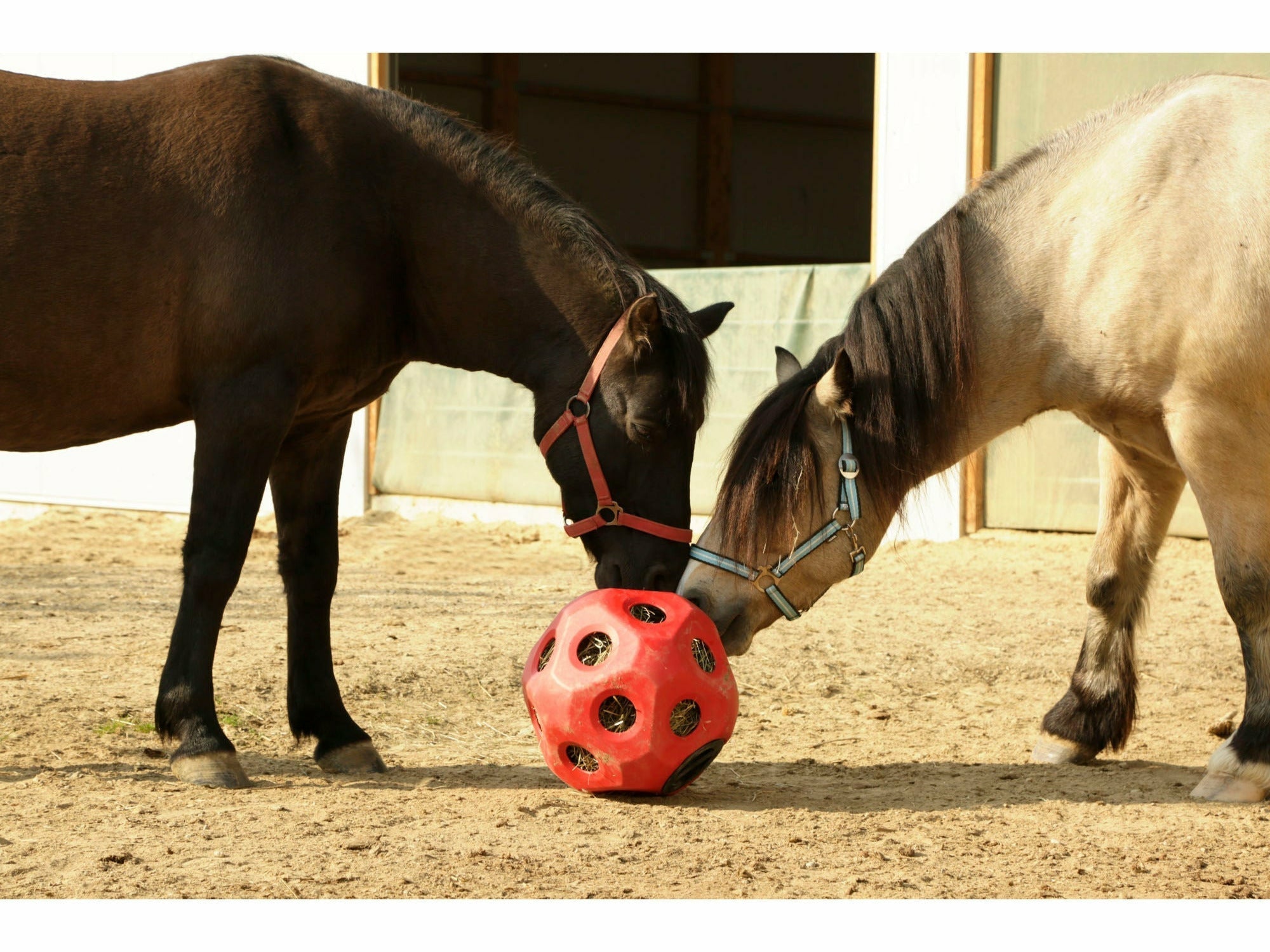 KERBL Futterspielball HeuBoy