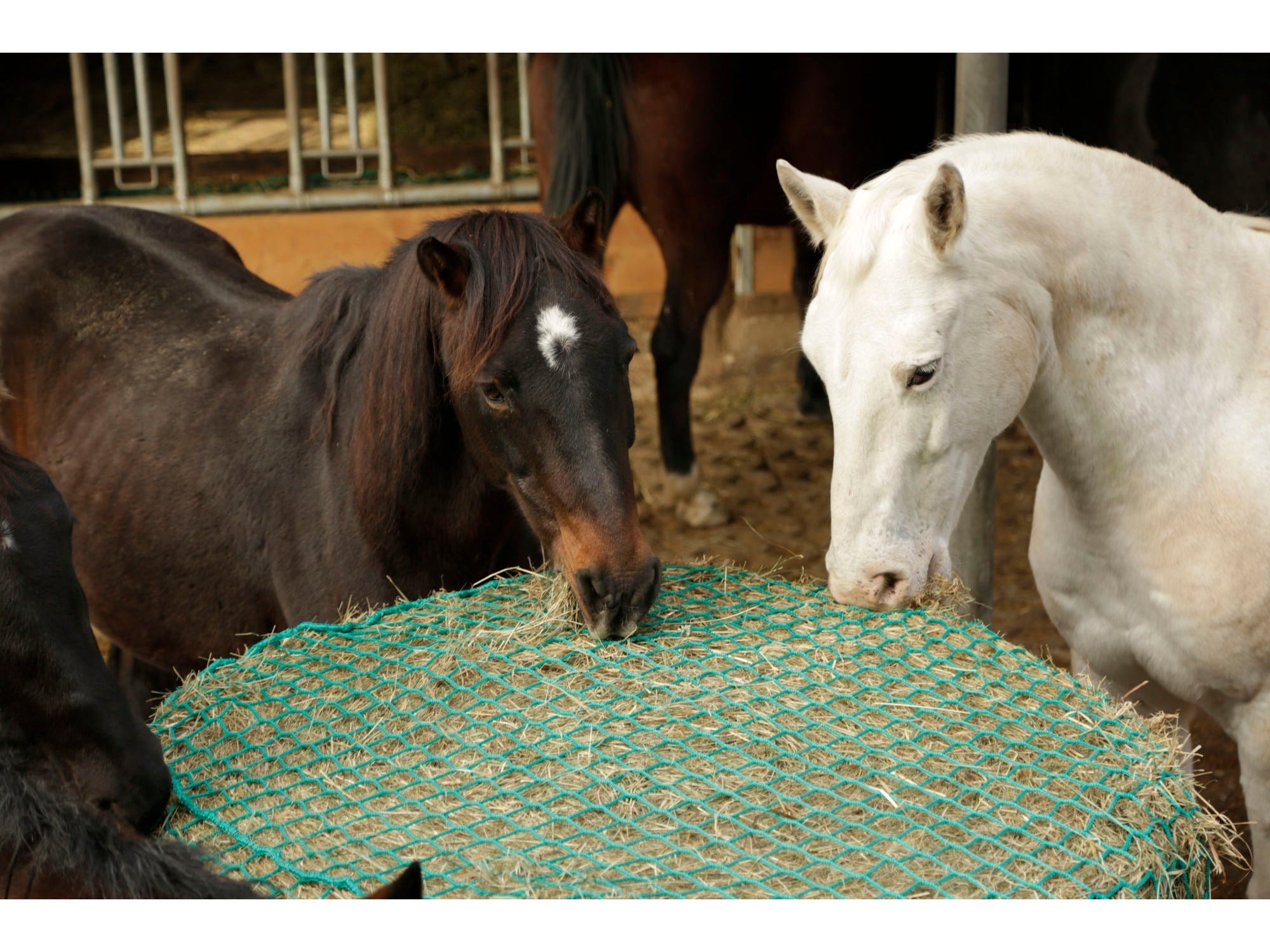 Icelandic Horse Heunetz für Rundballen