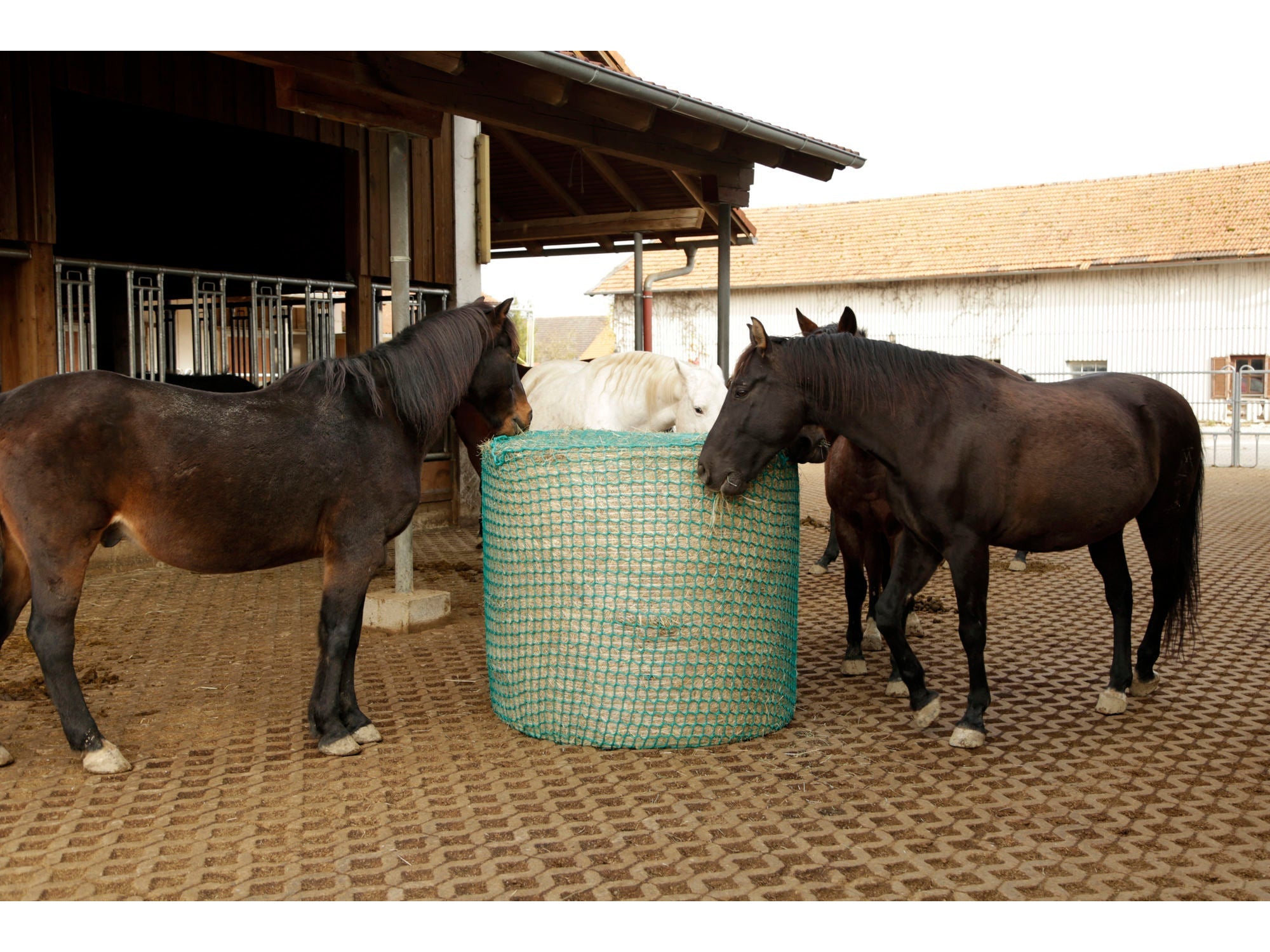 Icelandic Horse hay net for round bales