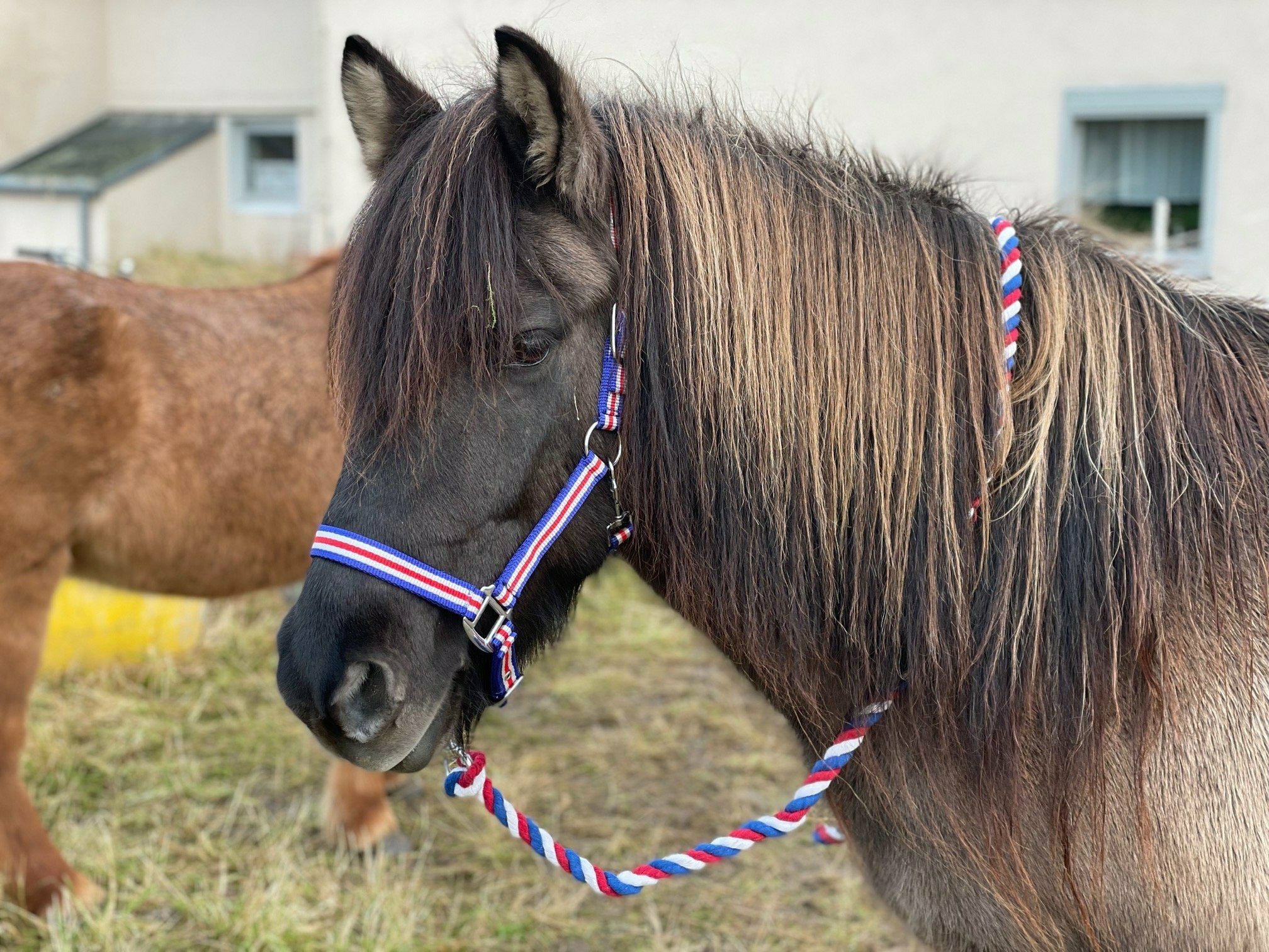 Hilbar Halfter Island mit Führstrick