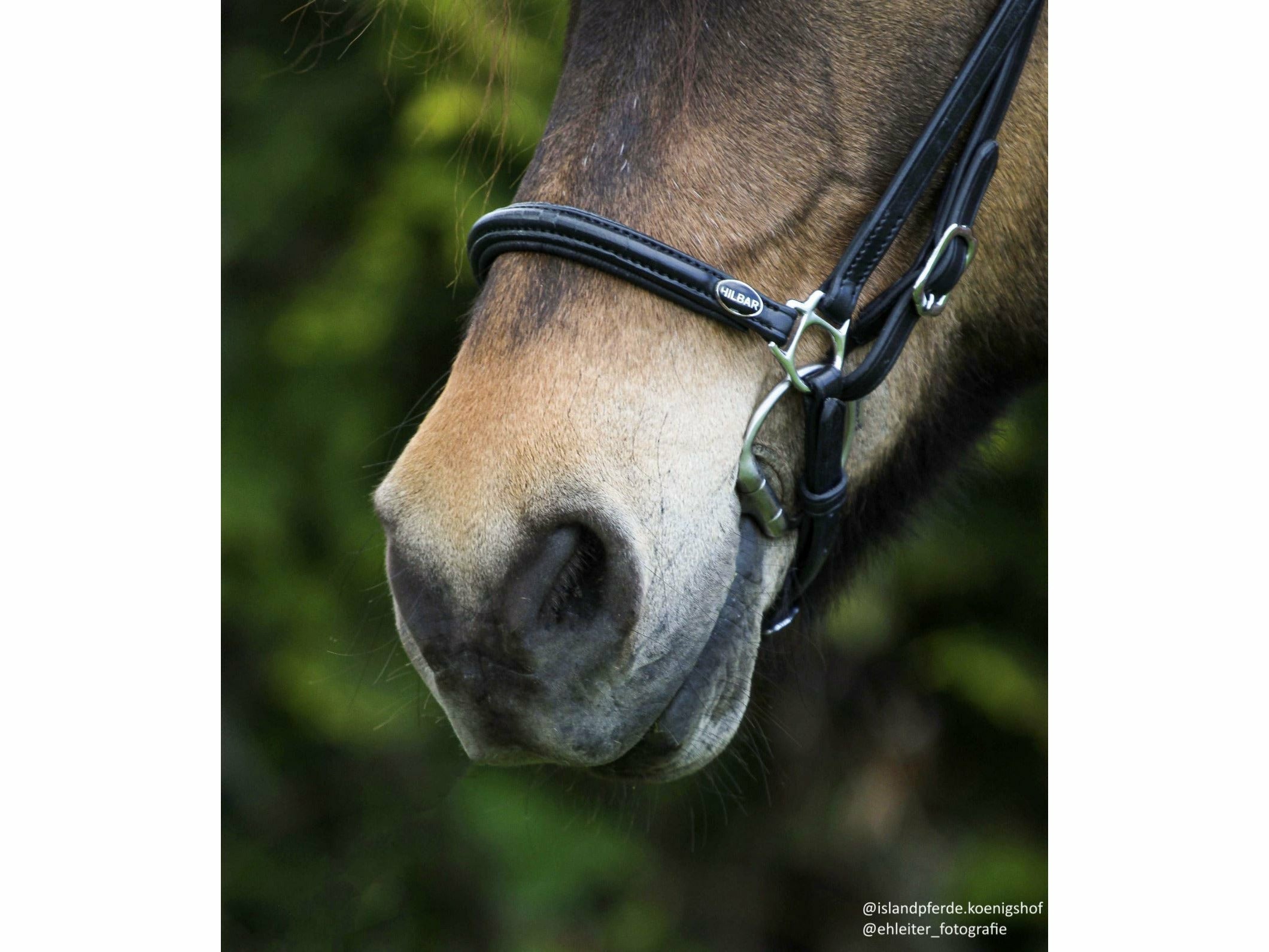 Der flache hannoveranische Nasenriemen glatt ist mit schicken Chromschnallen versehen und wird aus hochwertigem Leder gefertigt Die Nasenriemen von Hilbar, aus der Trensenlinie, sind passend zu allen flachen Kopfstücken aus der Trensenlinie von Hilbar. Das kombinierbare Zaumzeug, aus der Trensenlinie von Hilbar, ist im Titel mit (a) oder (b) gekennzeichnet. Du hast die Möglichkeit, immer ein beliebiges Kopfstück (a), mit einem beliebigen Nasenriemen (b) individuell zu kombinieren.