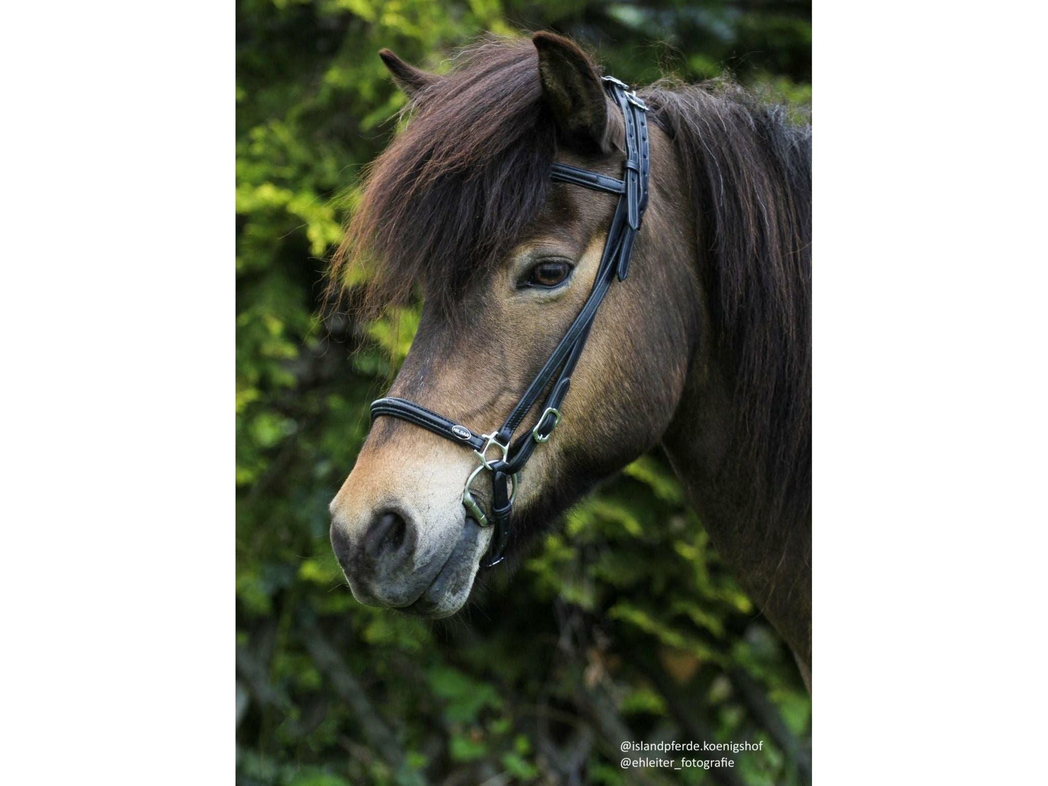 Têtière de ligne de bride Hilbar lisse (a)