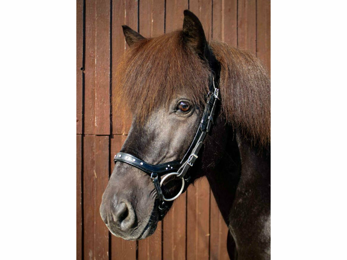 Der anatomische Nasenriemen Kongur, mit sieben weißen Schmucksteinen auf der Front und drei kleinen an der Seite, verleihen dem Nasenriemen etwas königliches