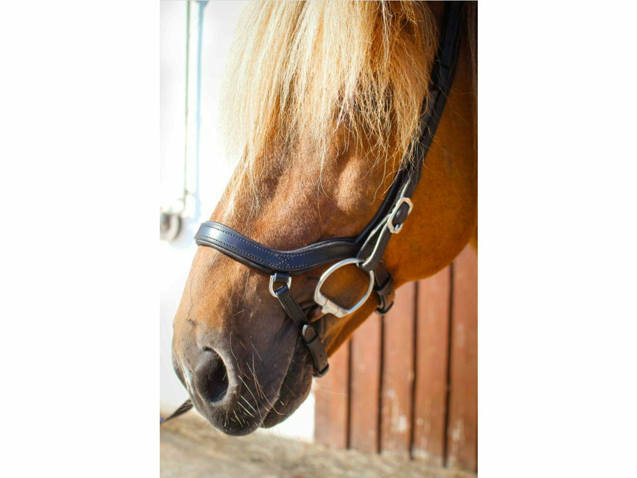 Der anatomische Nasenriemen im schlichten schwarz bietet Deinem Islandpferd höchsten Komfort und besticht durch seine herausragende Lederqualität