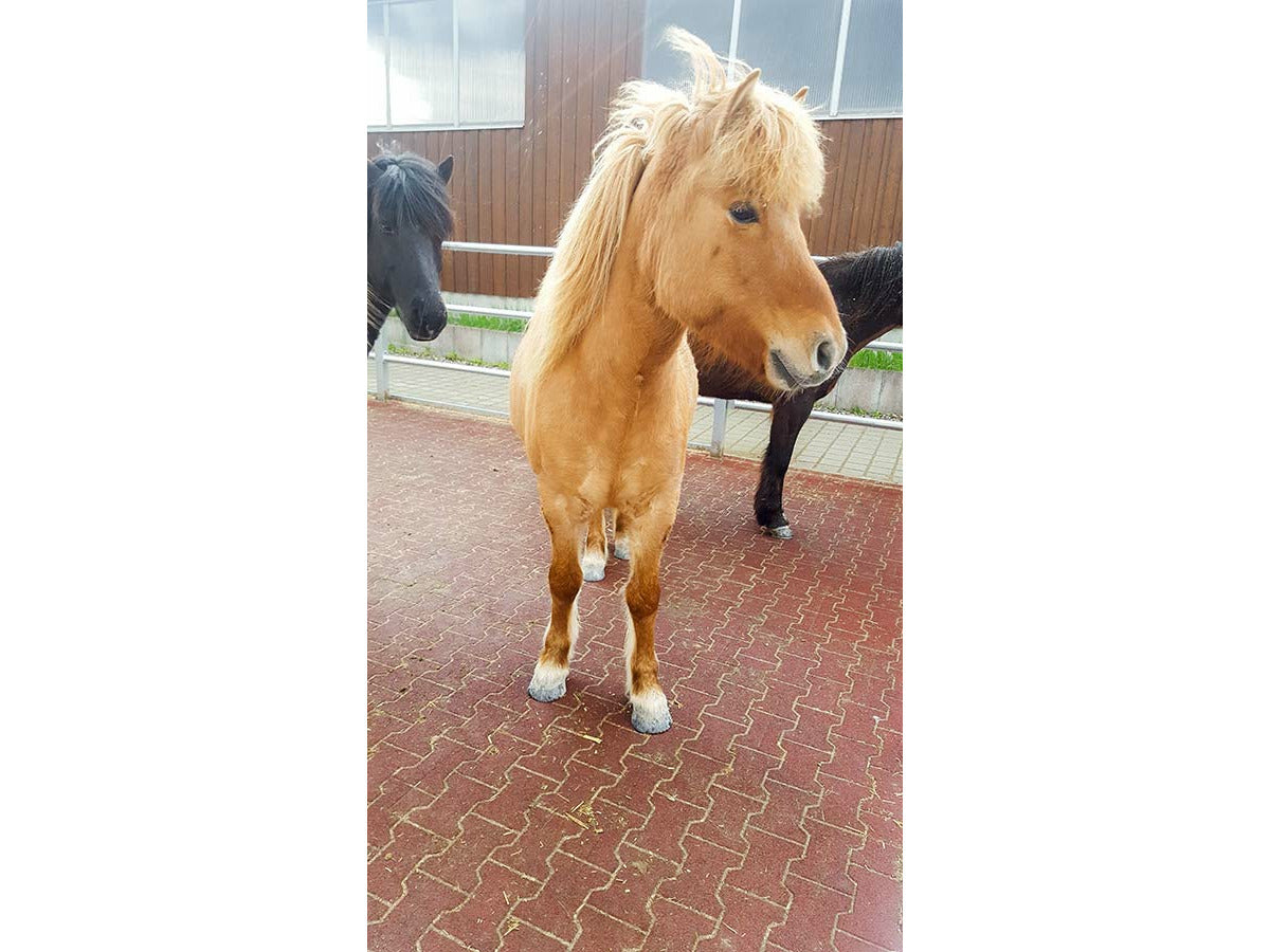 Kraiburg Enduit élastique Komfortex® 200 x 165 x 43 mm