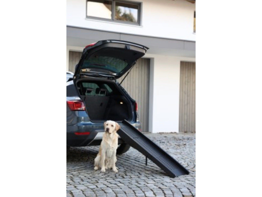 Icelandic Horse riding companion dog ramp