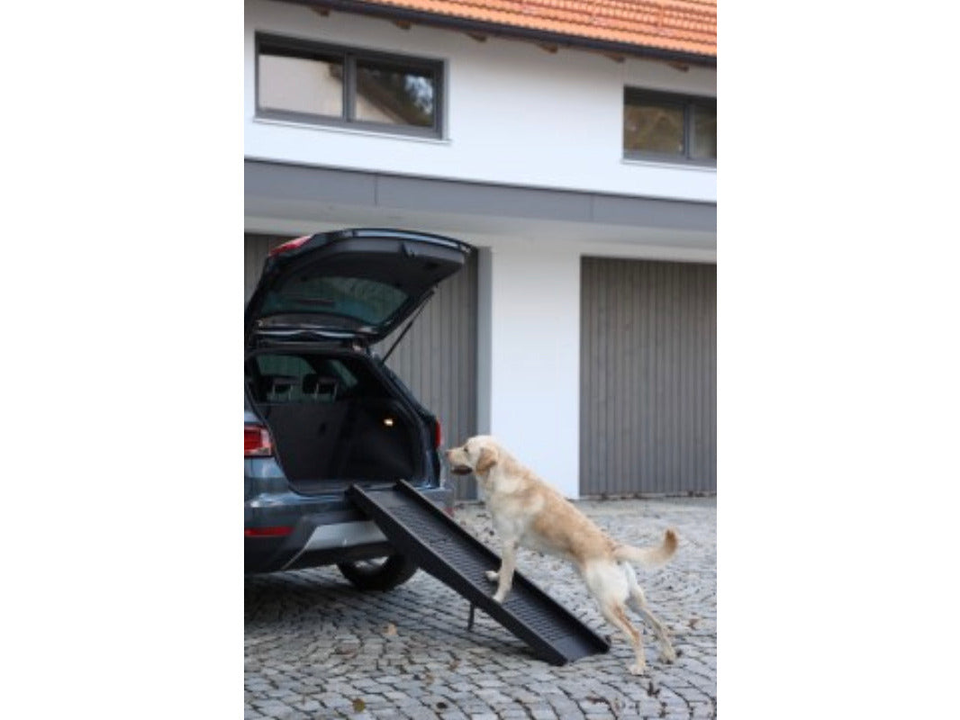 Icelandic Horse riding companion dog ramp