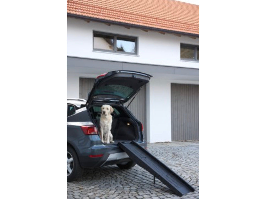 Icelandic Horse riding companion dog ramp