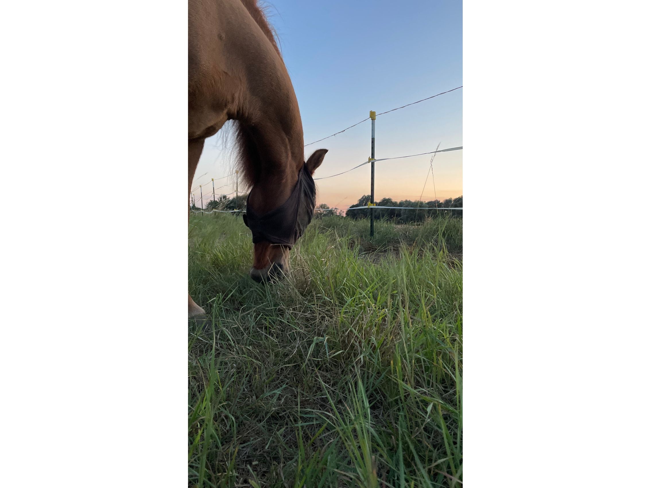 5x T-Post metal post