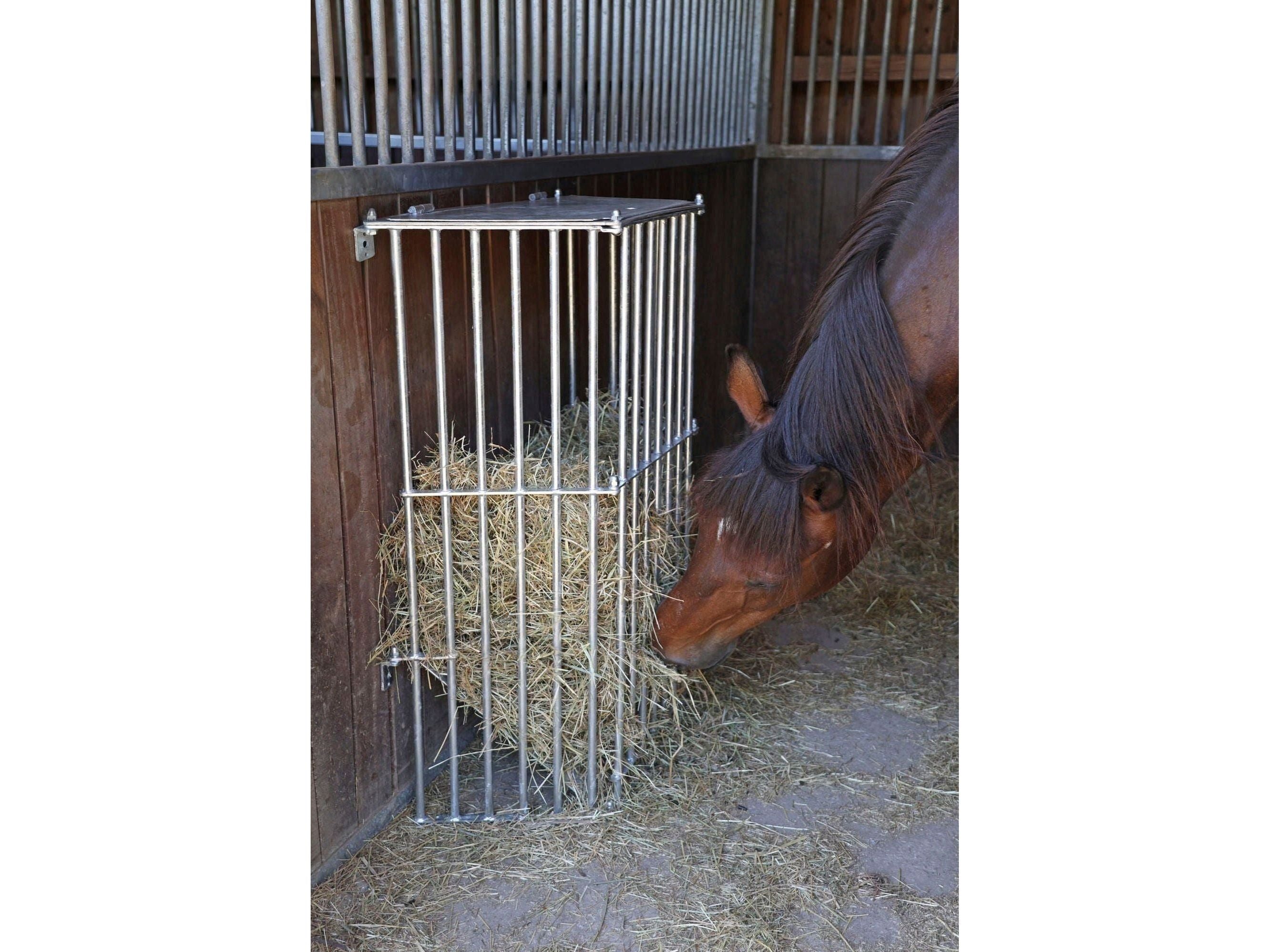 Icelandic Horse Wandraufe SlowFeed Plus