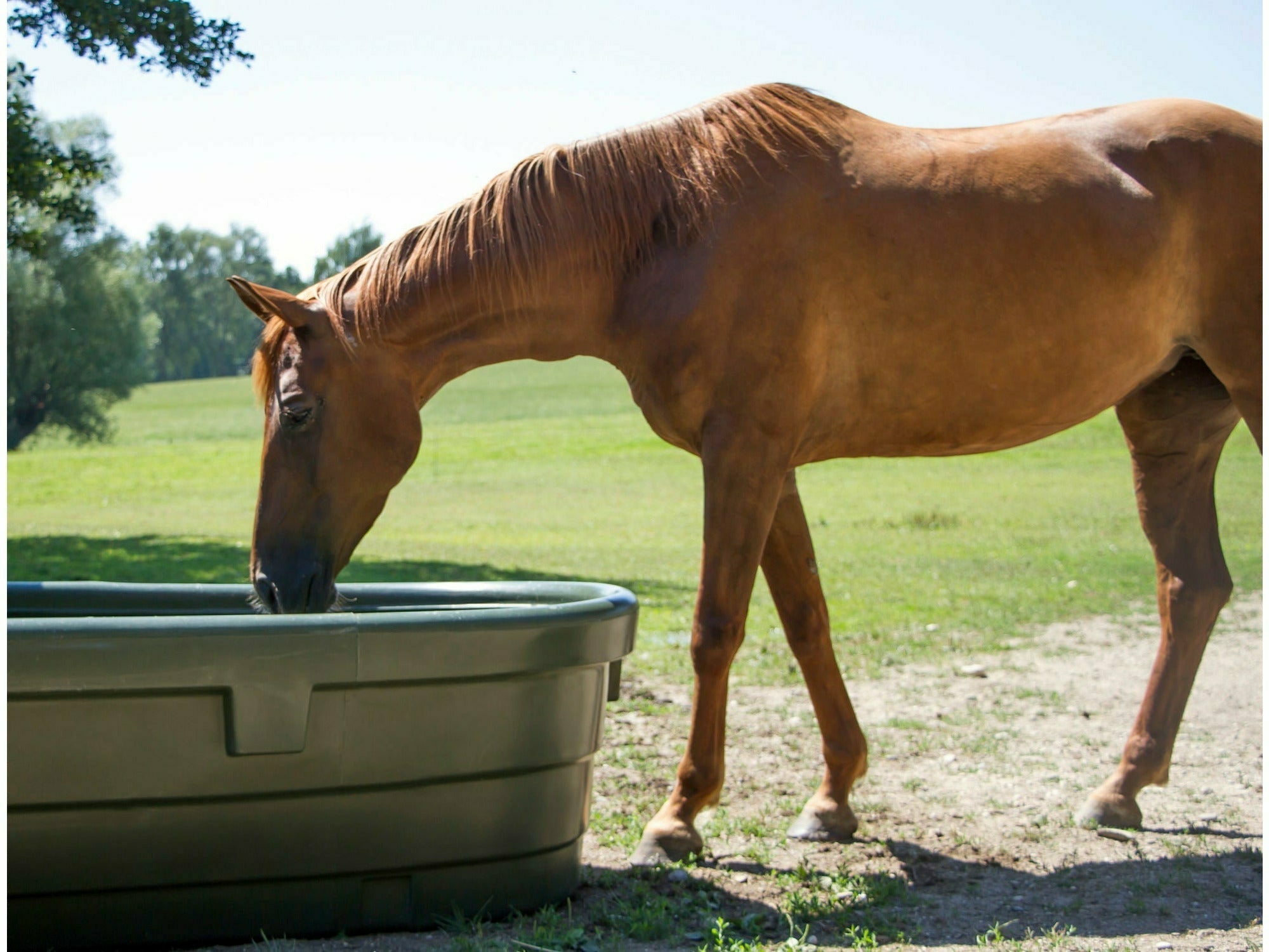 KERBL pasture drinker