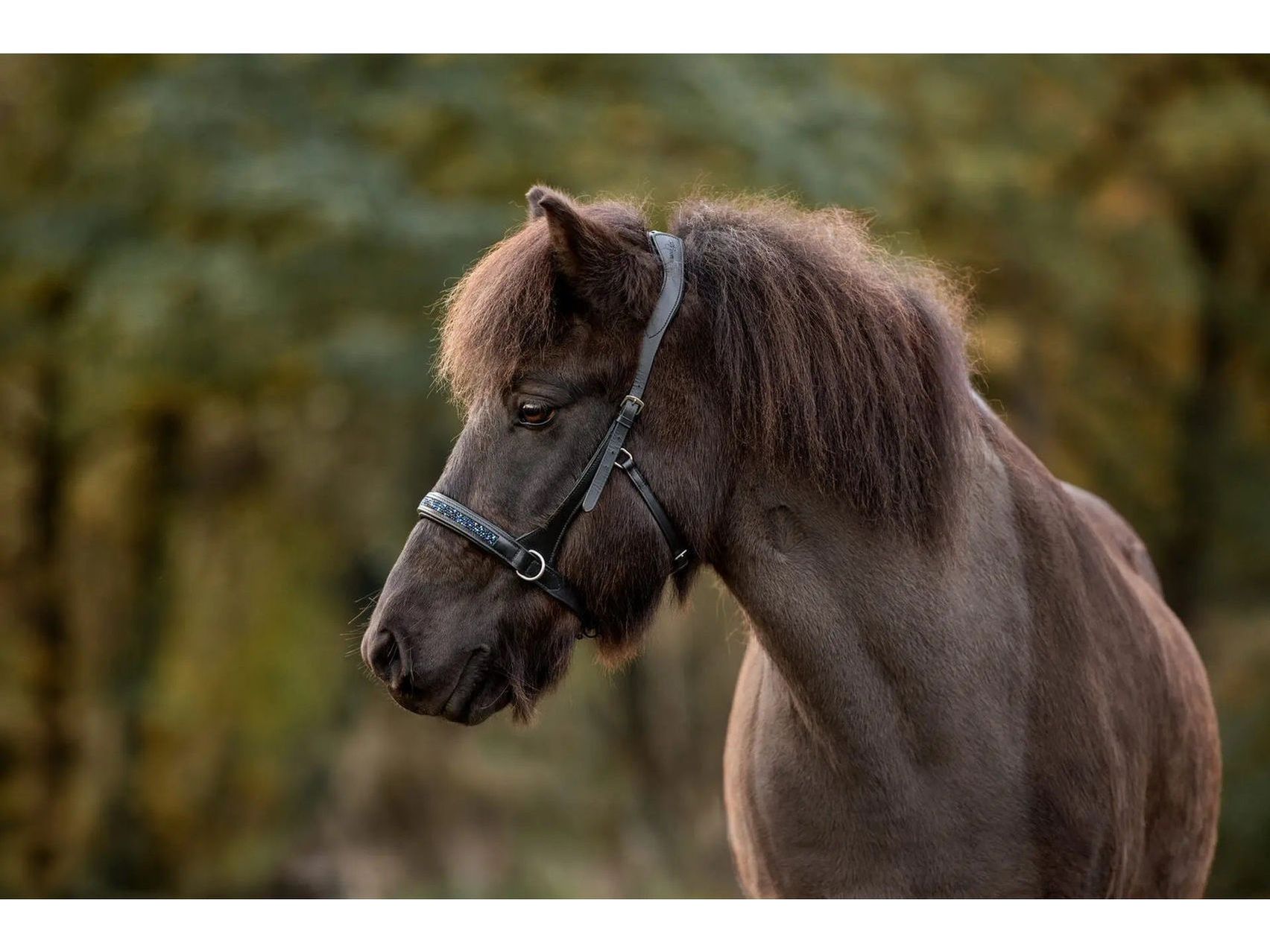 Epona Gebissloser Zaum dark ocean