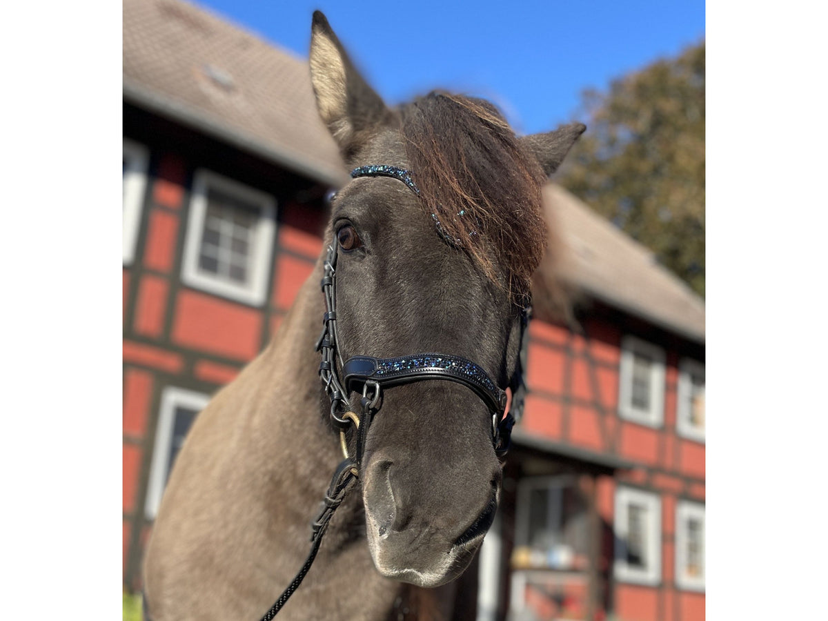 Dunkles Islandpferd mit Epona Hellnar dark ocean Trense im Freien