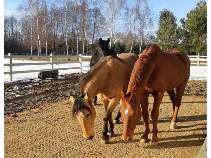 Icelandic Horse paddock panels 50x40x4 cm