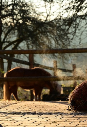 Haltung Islandpferde: Stall- und Weidebedarf – Weidezaun, Futterraufen und Weidetränken