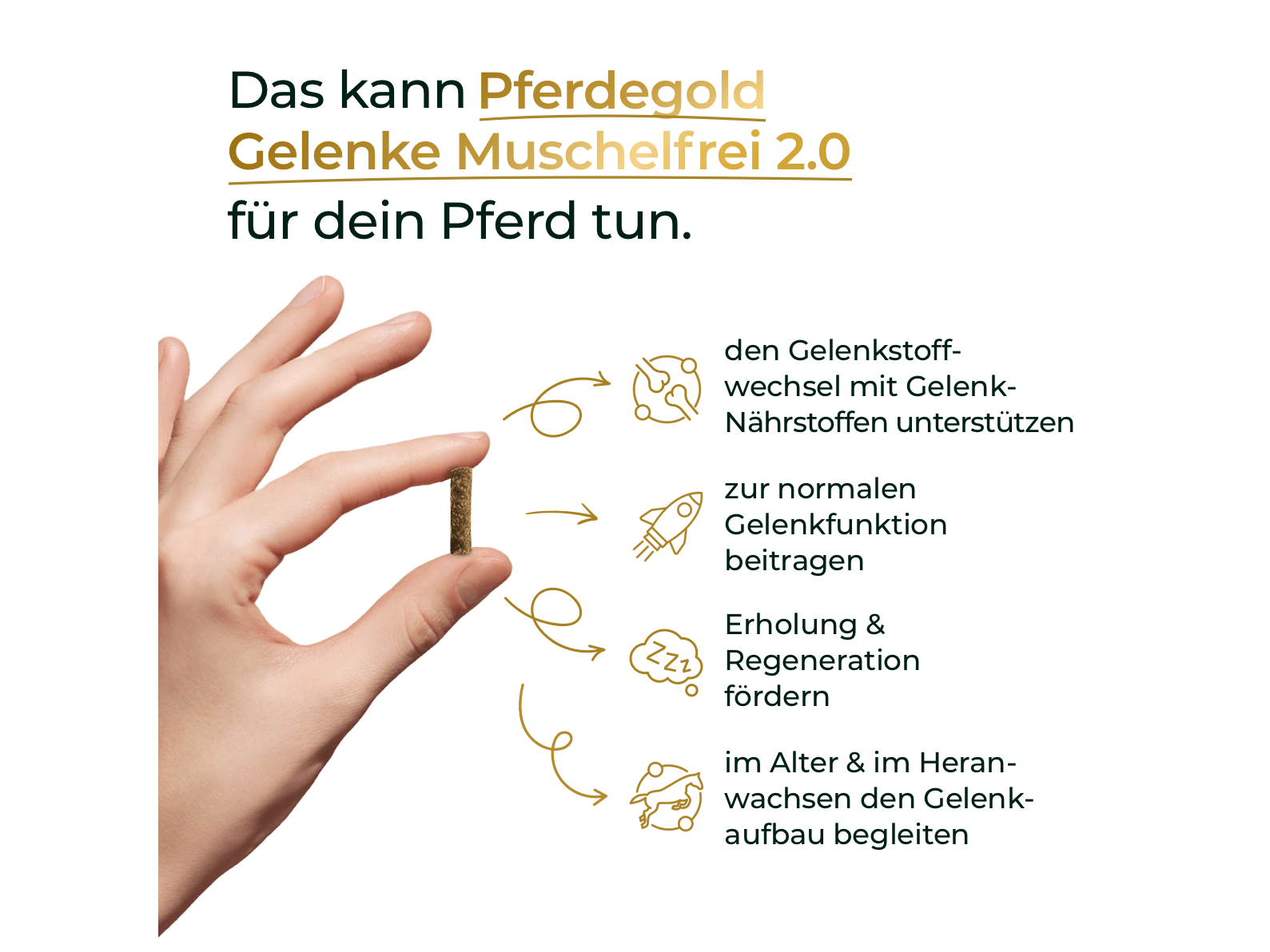 Gelenke Muschelfrei 2.0