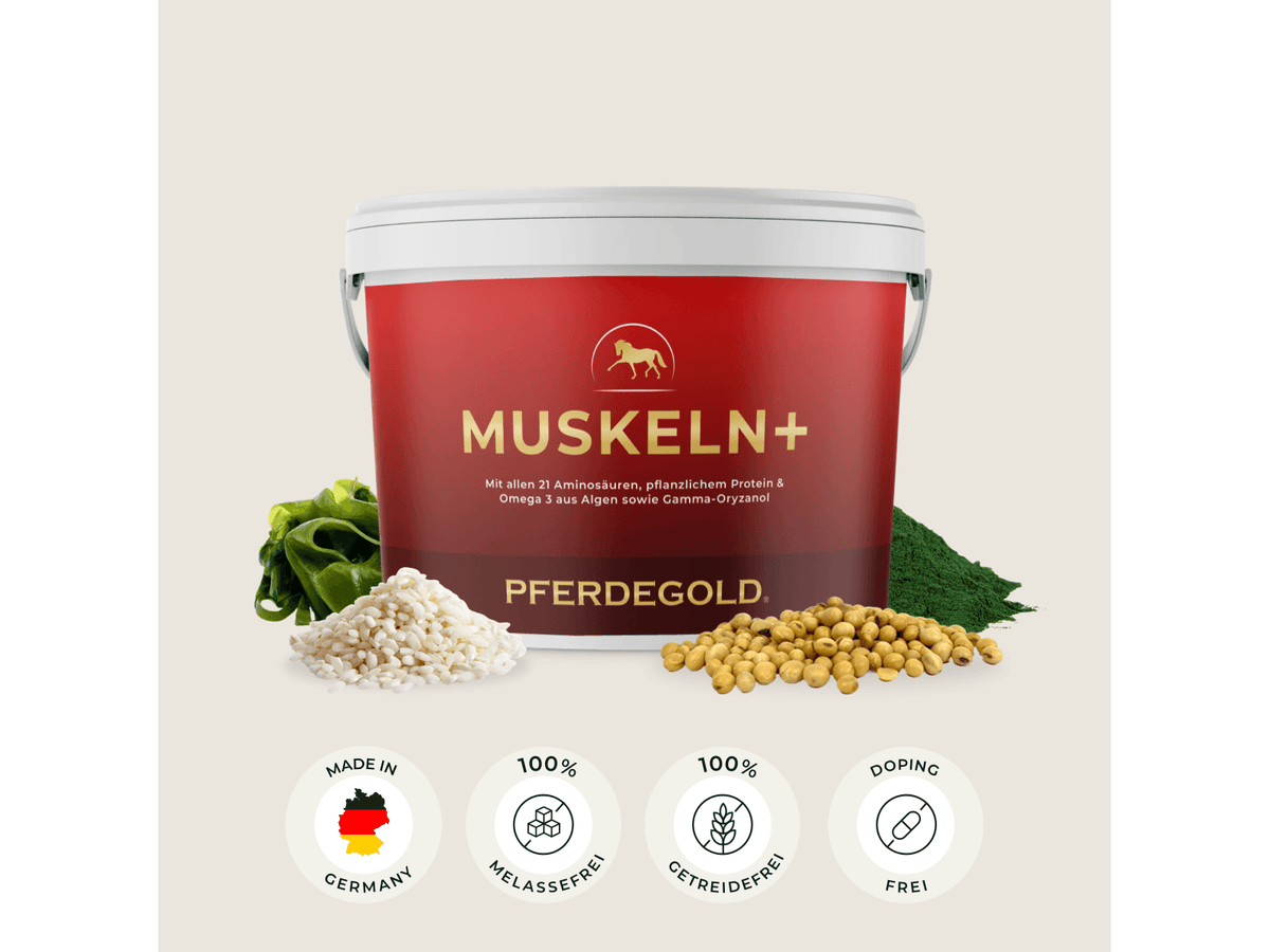 Muskeln+