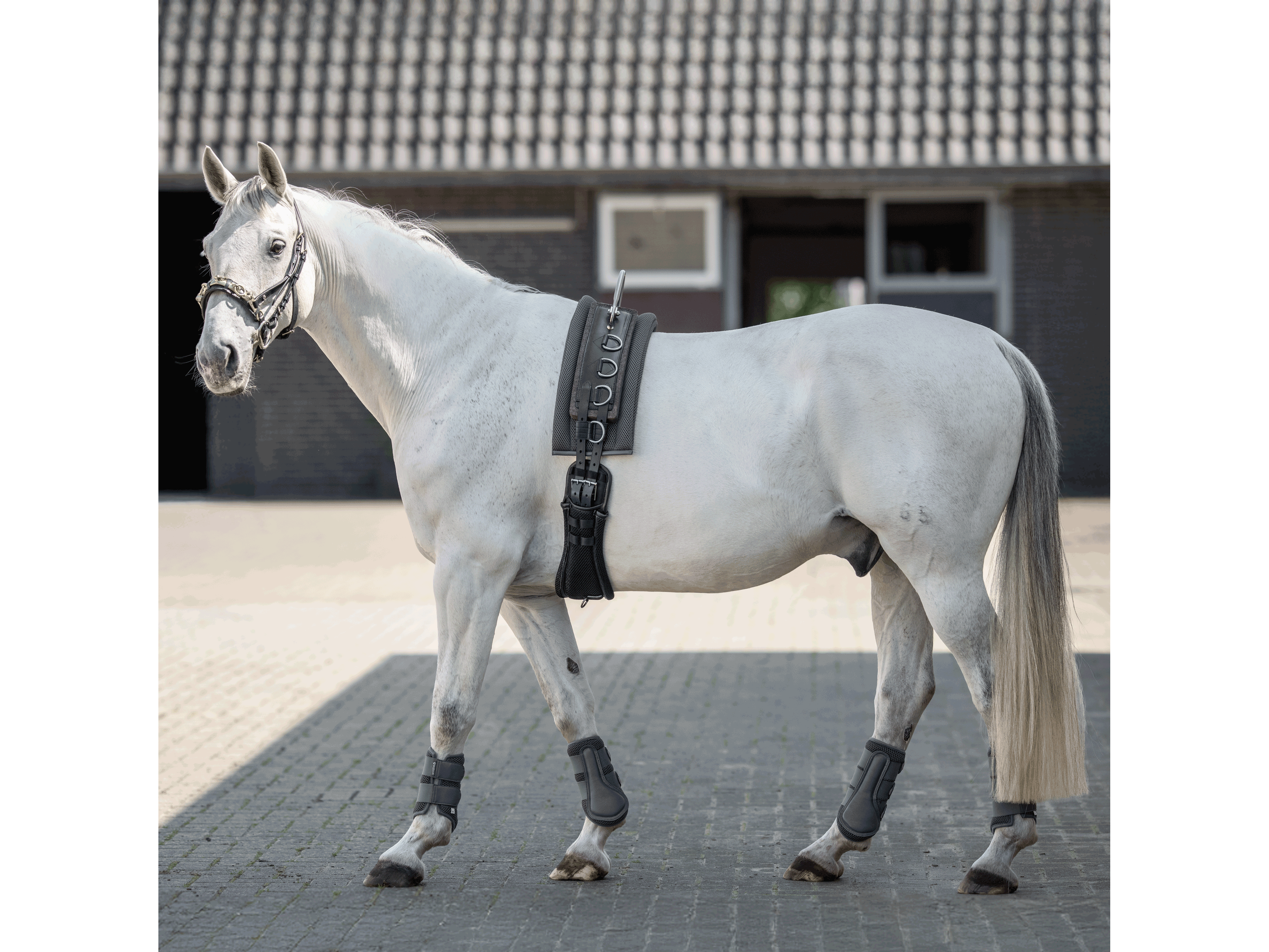 BUSSE  Longiergurt FLEX FIT