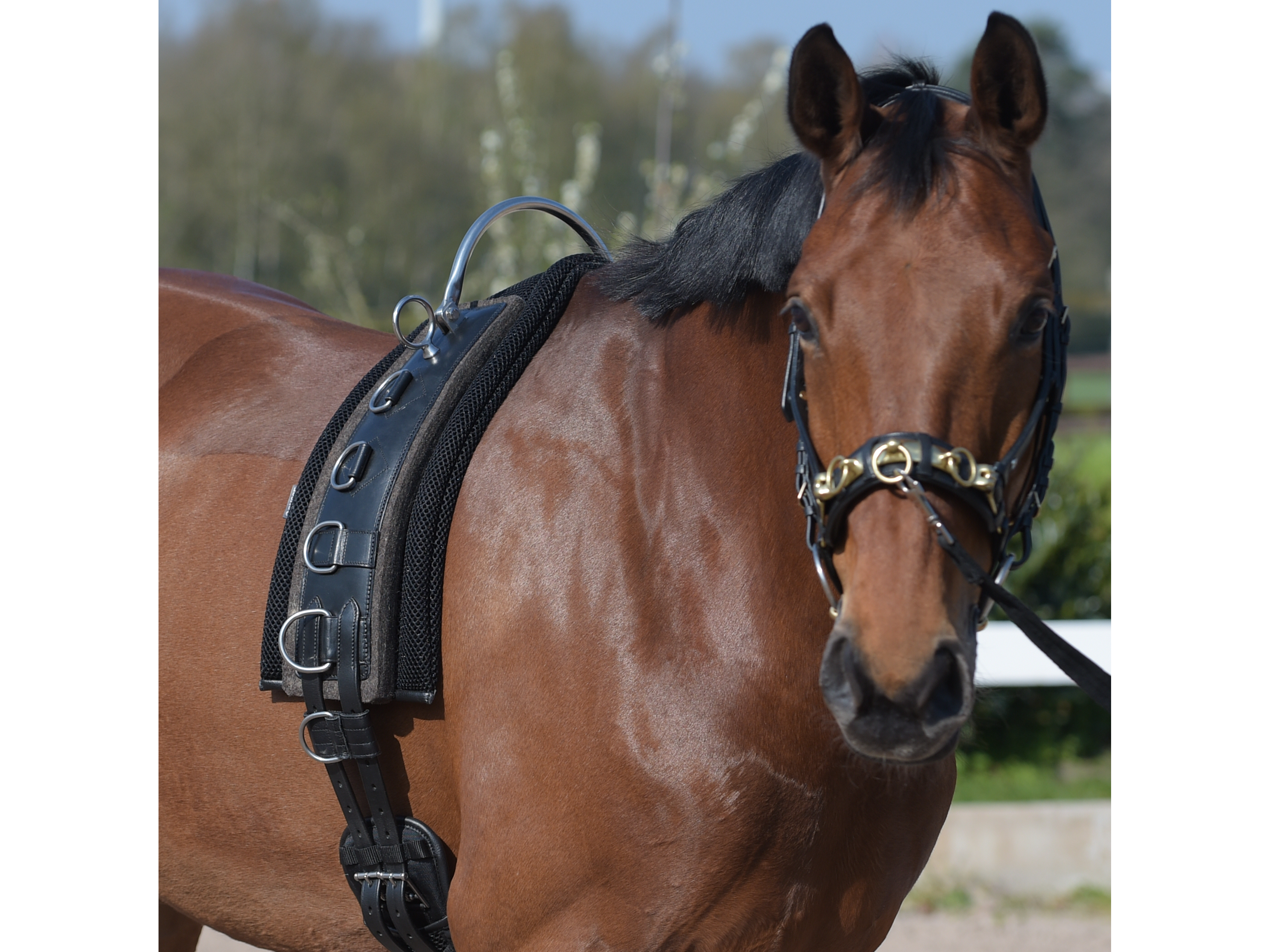 BUSSE  Longiergurt FLEX FIT