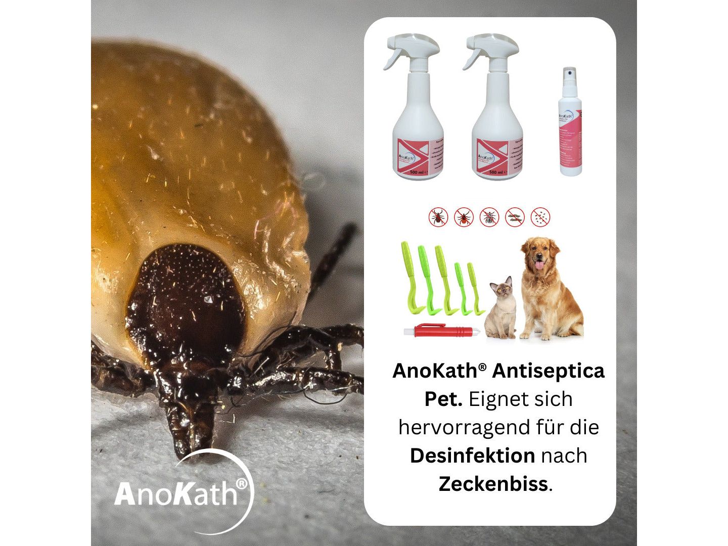 Zeckeninfektion Zecken-Bundel