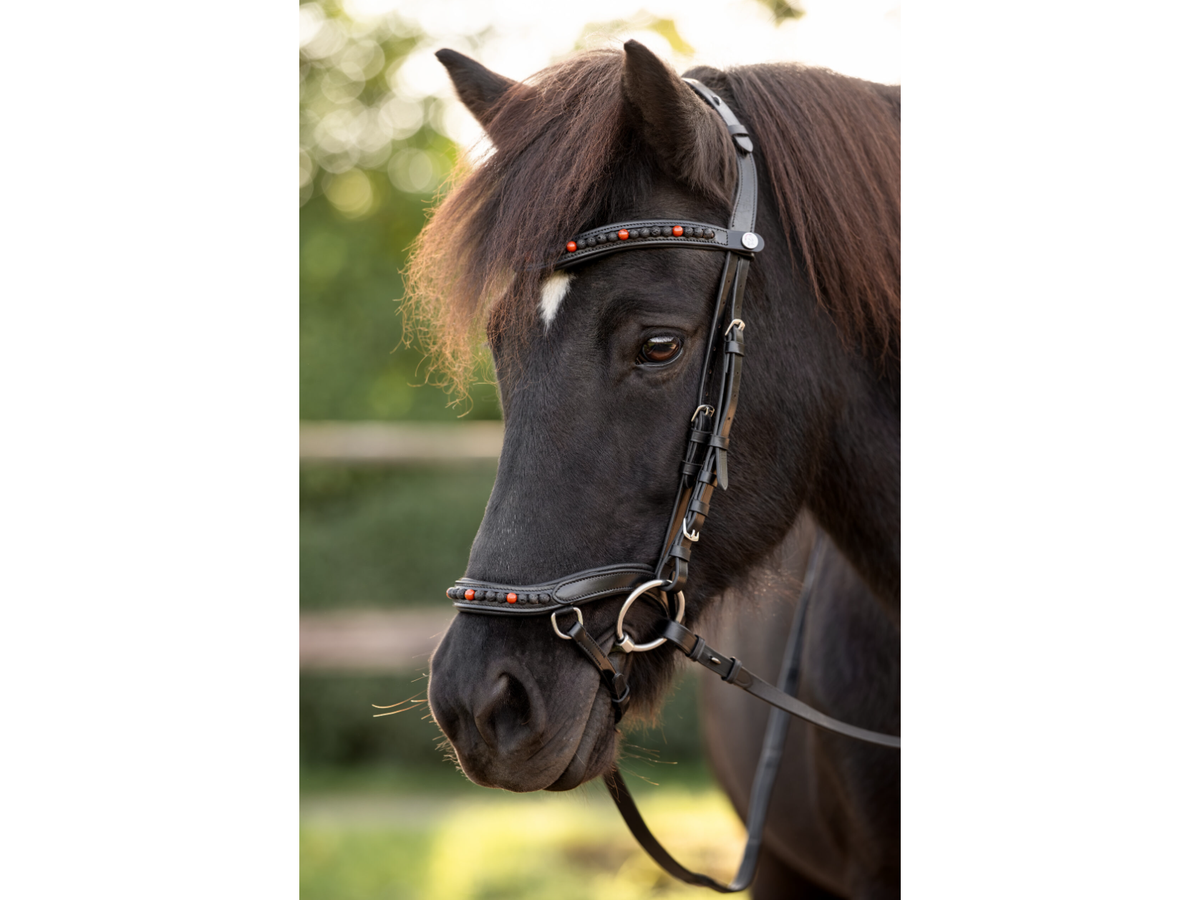 Islandpferd mit der Epona anatomischen Trense Lava feuerrot in der Außenaufnahme