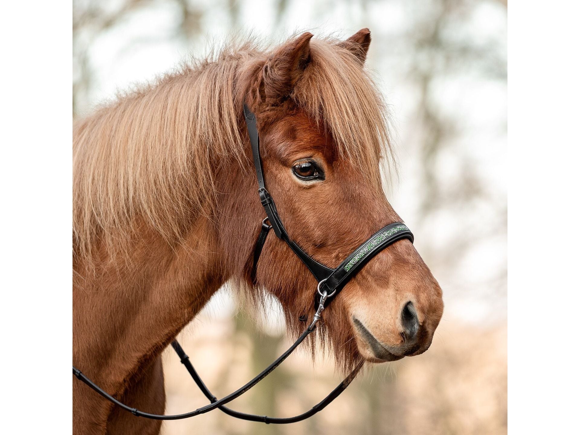 Epona Gebissloser Zaum moosgrün