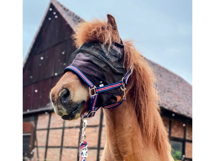 Icelandic Horse Halfter Island mit Polsterung und Führstrick