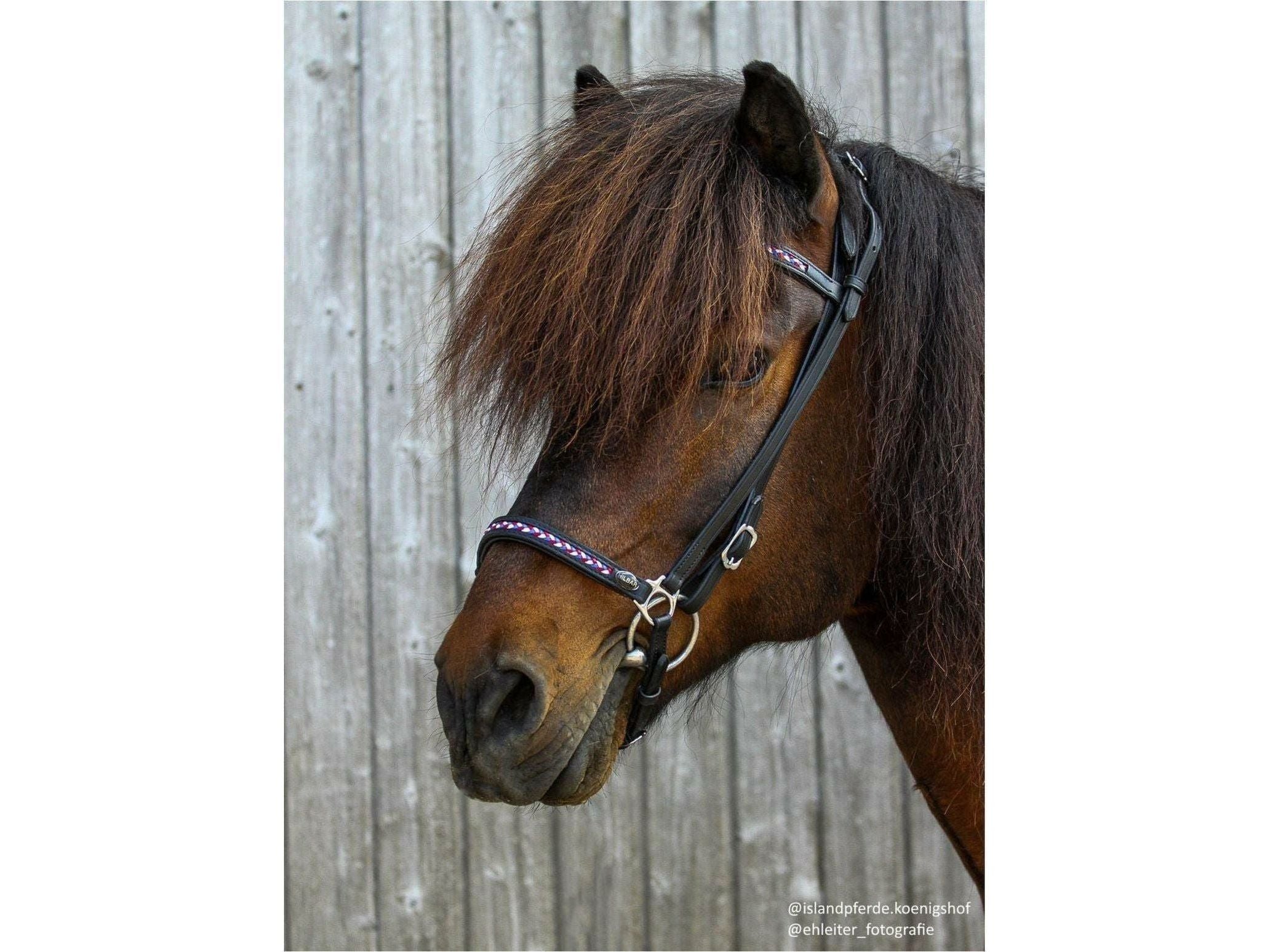 Hilbar bridle line headpiece Iceland (a)