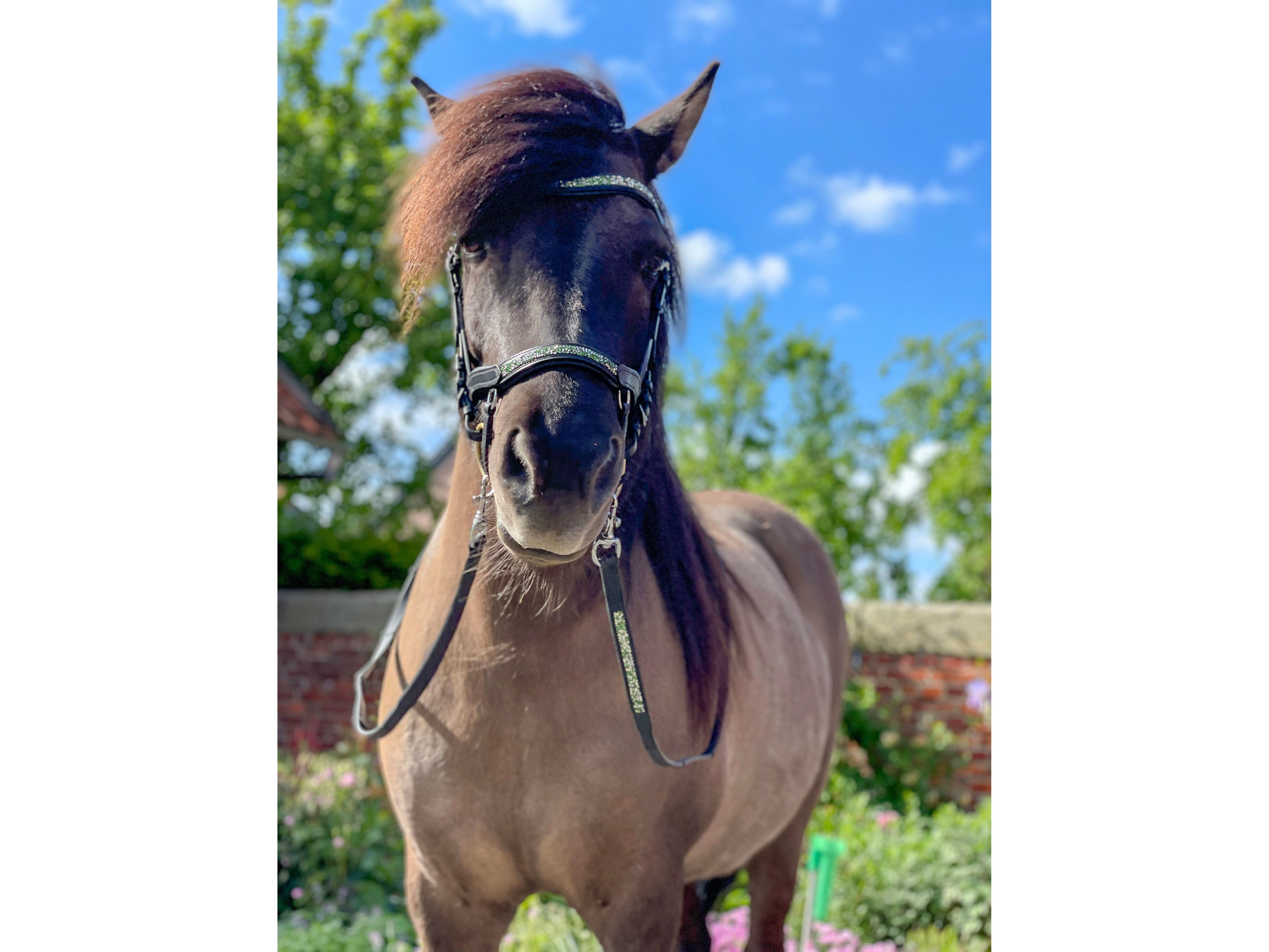 Epona anatomical bridle moss green