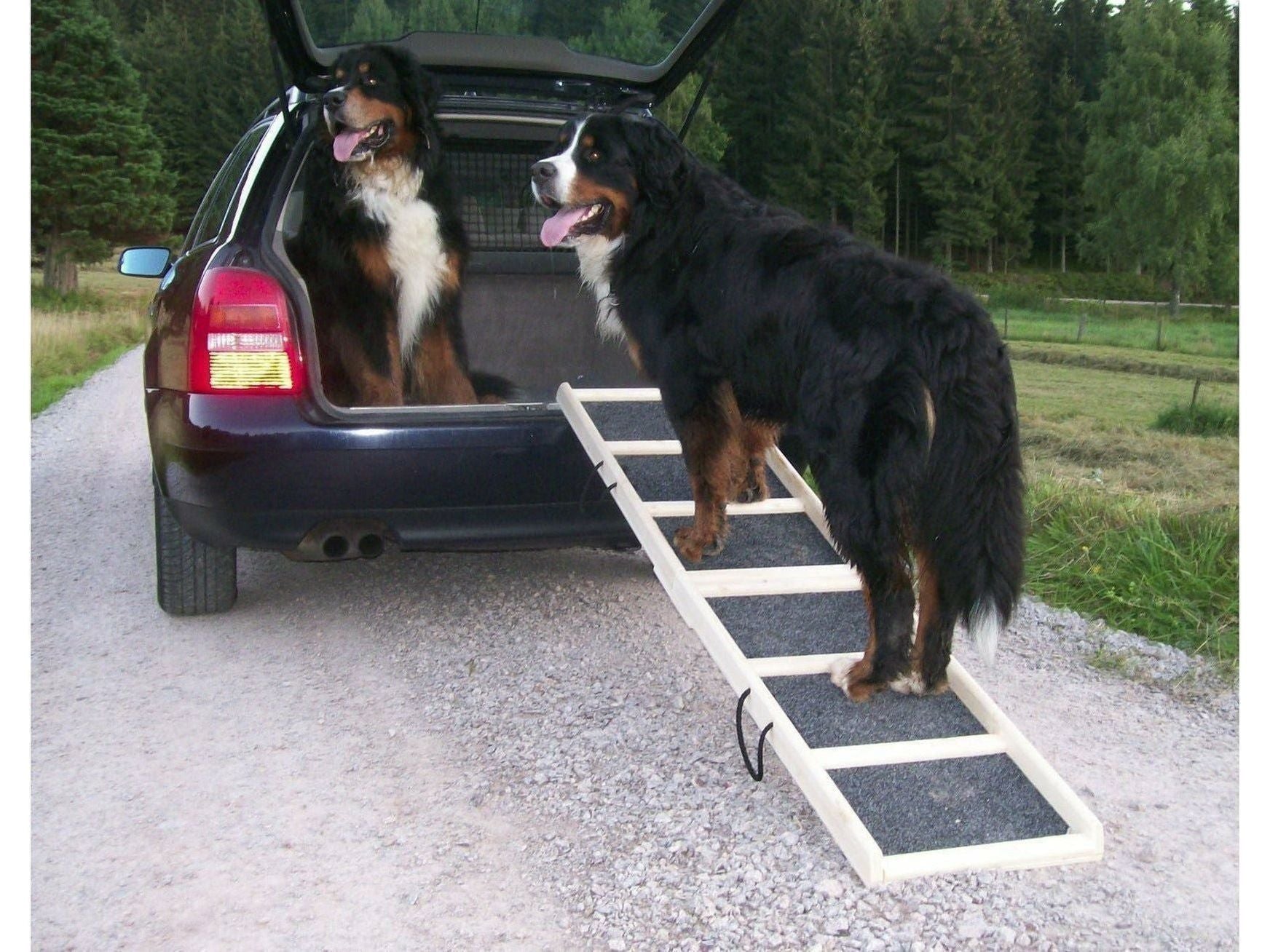 Equitation Islandaise chien de compagnie rampe confort nature 