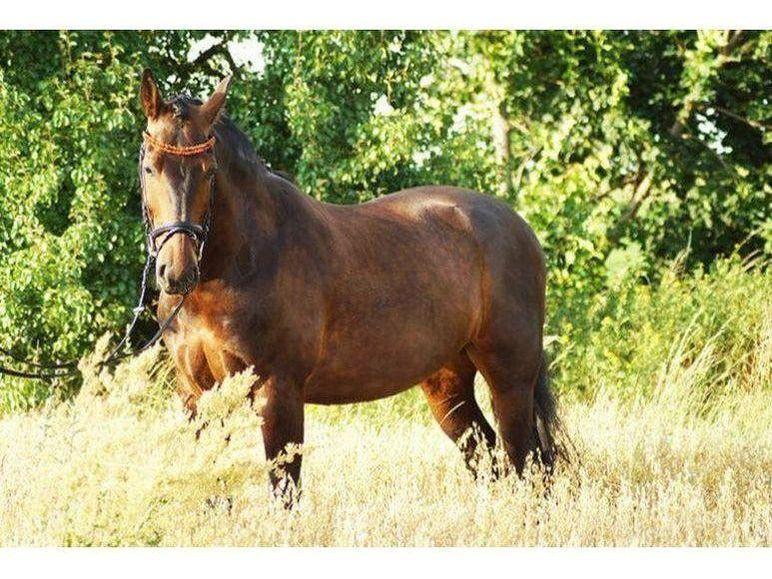 Icelandic Horse amber bridle duo black, bridle